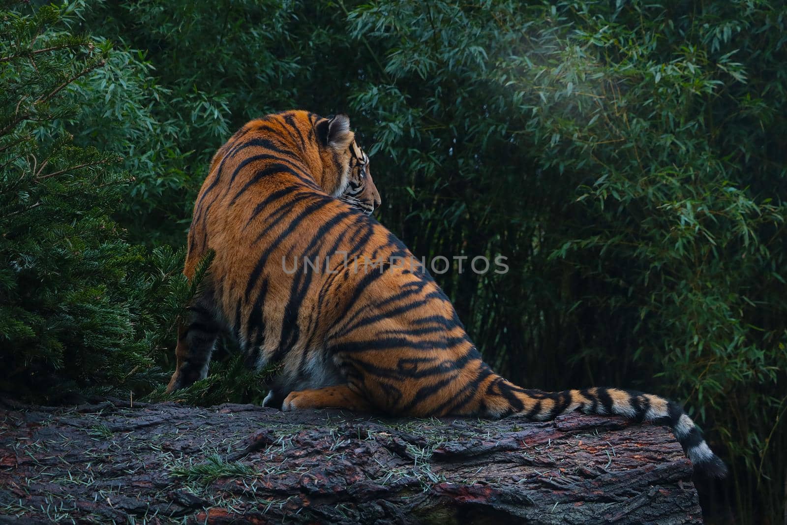 On the trunk of the tree sits a beautiful tiger, wildlife