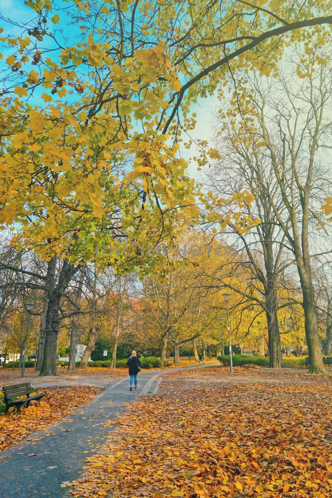 Beautiful autumn park on a sunny day