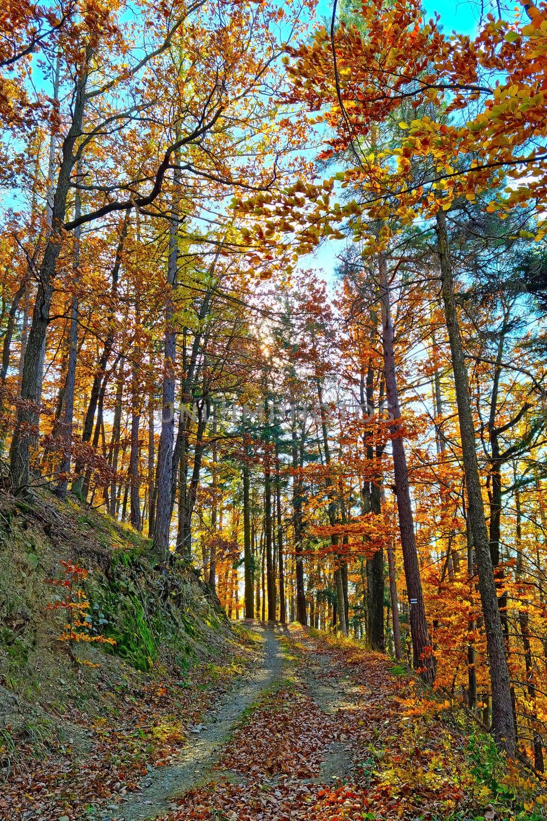 Beautiful yellow green forest on a sunny autumn day. by kip02kas