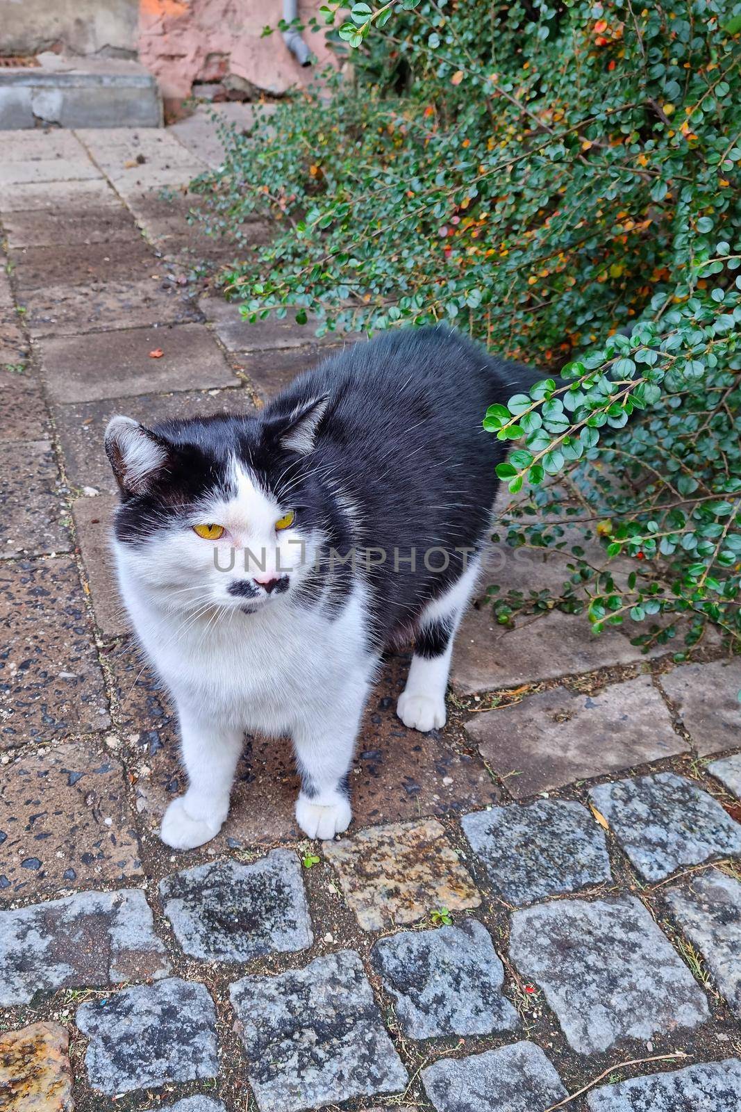 Close-up of a beautiful black and white domestic cat