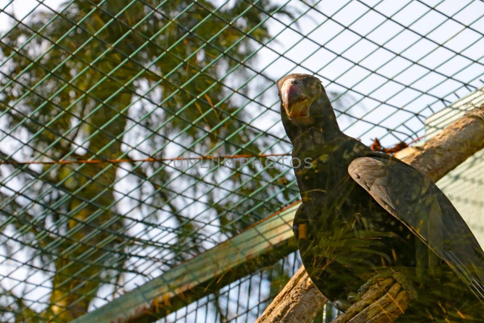 Close-up of a large parrot in a cage. by kip02kas