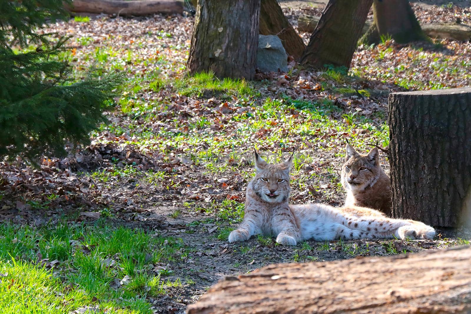 Close-up of beautiful lynxes lying on the grass in the forest. by kip02kas