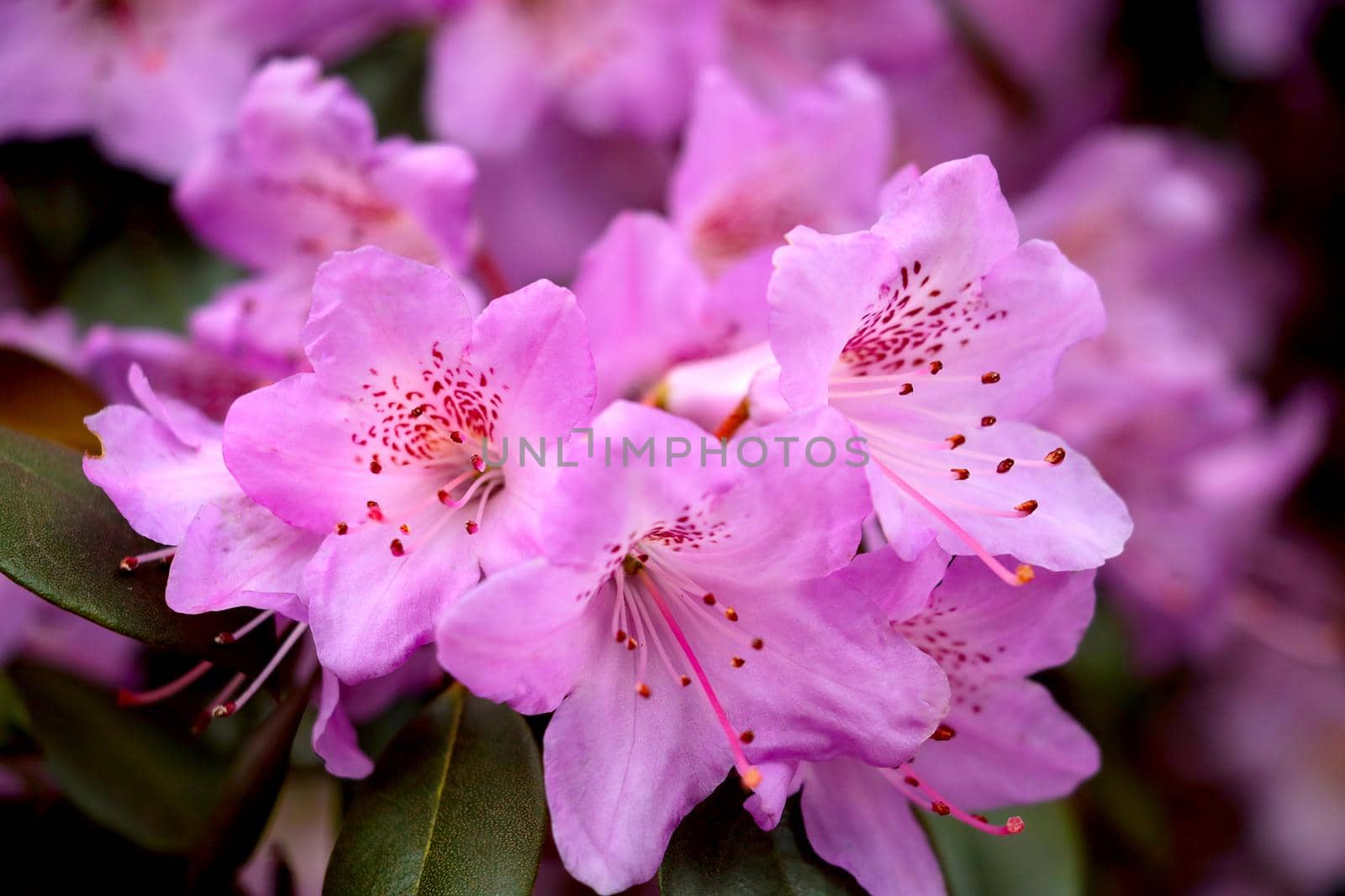A flowering branch of rhododendron in the park in spring, the background of spring
