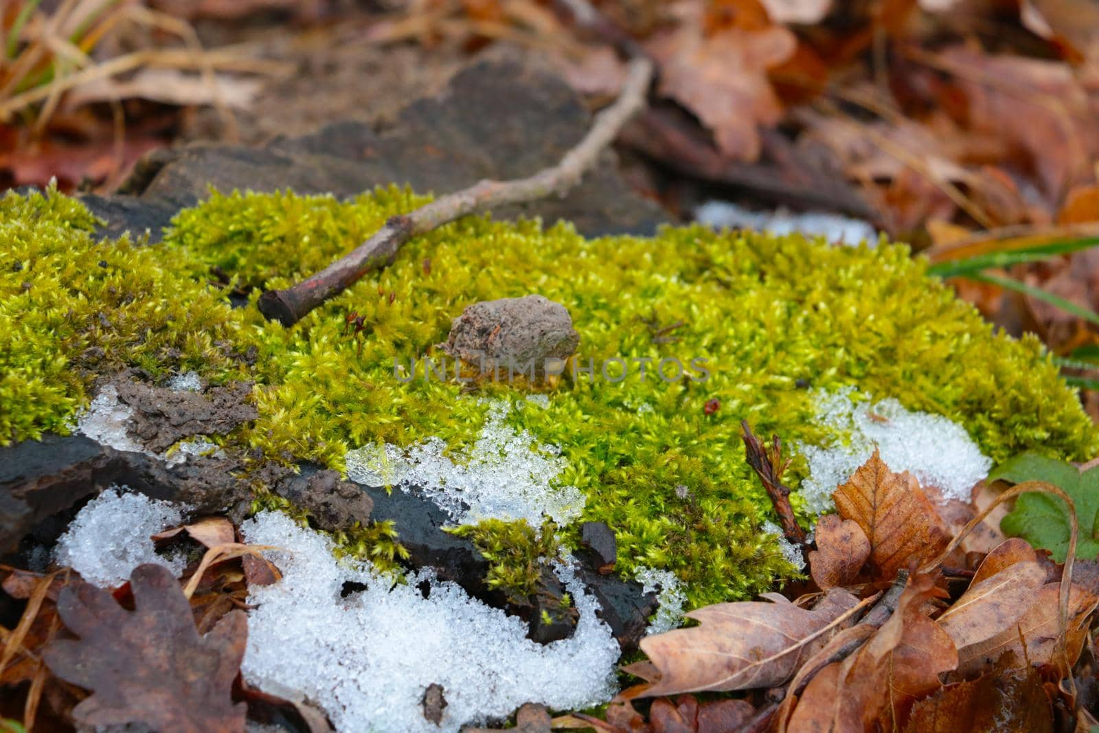 On the green moss lies snow in the forest