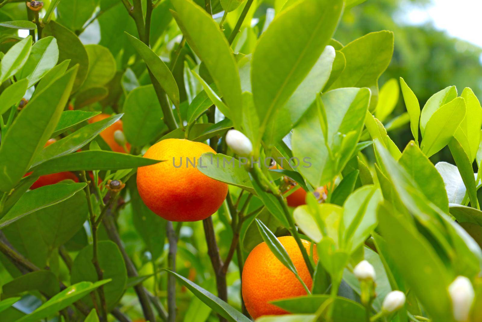 Beautiful orange tangerines in green branches. Citrus. by kip02kas