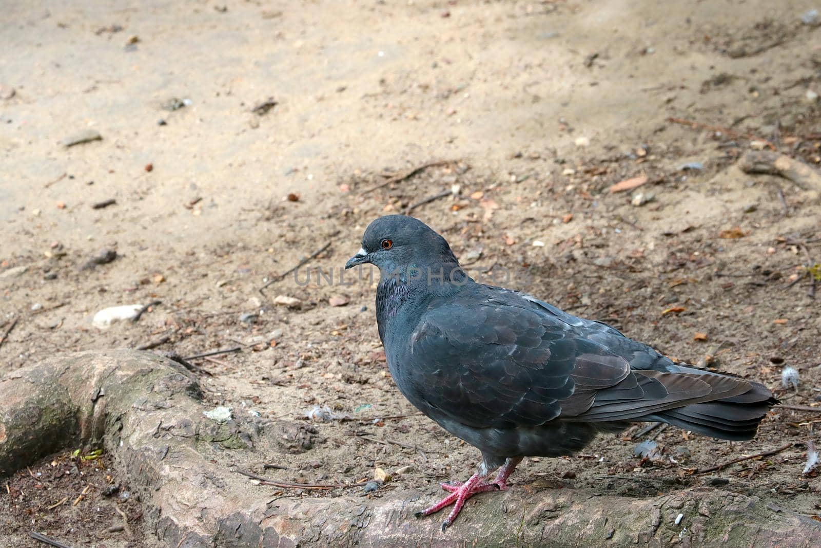 Close-up of a beautiful blue pigeon. A symbol of peace. by kip02kas
