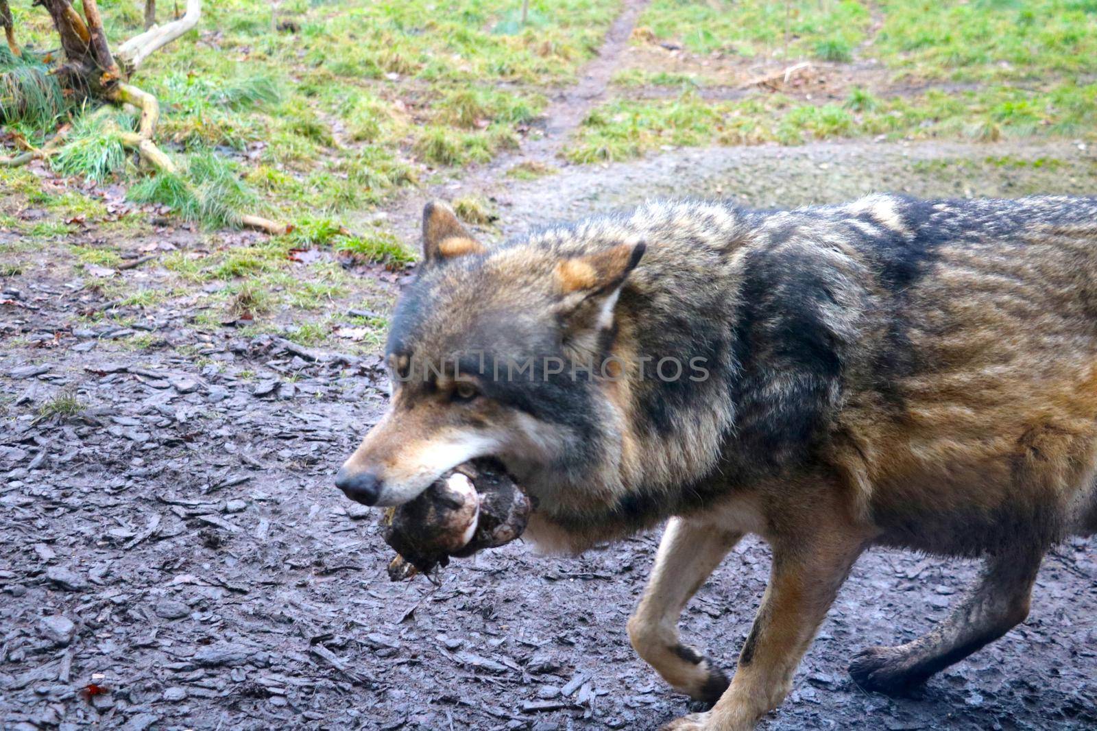 Out of focus, blurry background, wolf in mouth holding bone