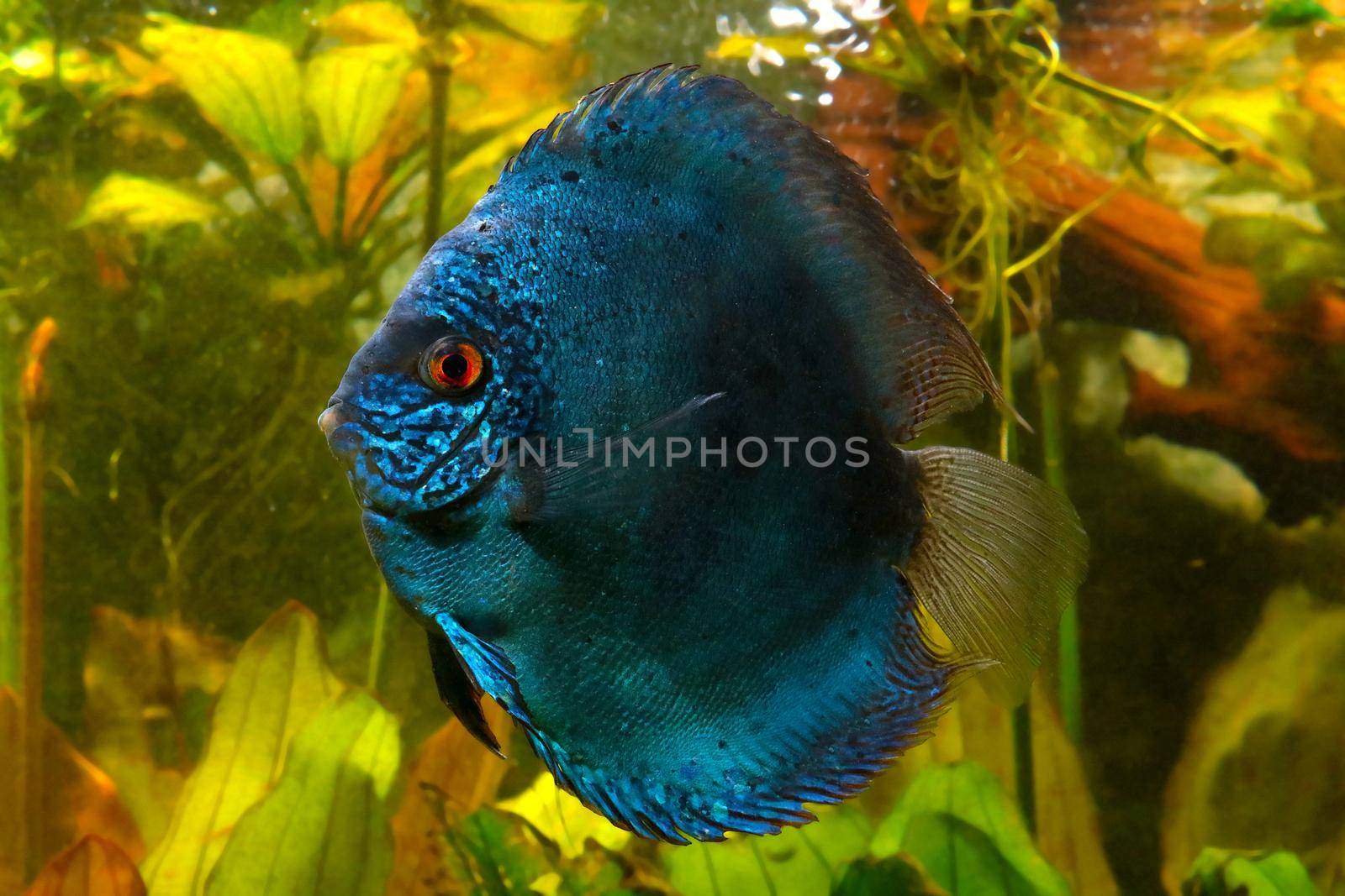 Blue discus fish in the aquarium. Popular as freshwater aquarium fish