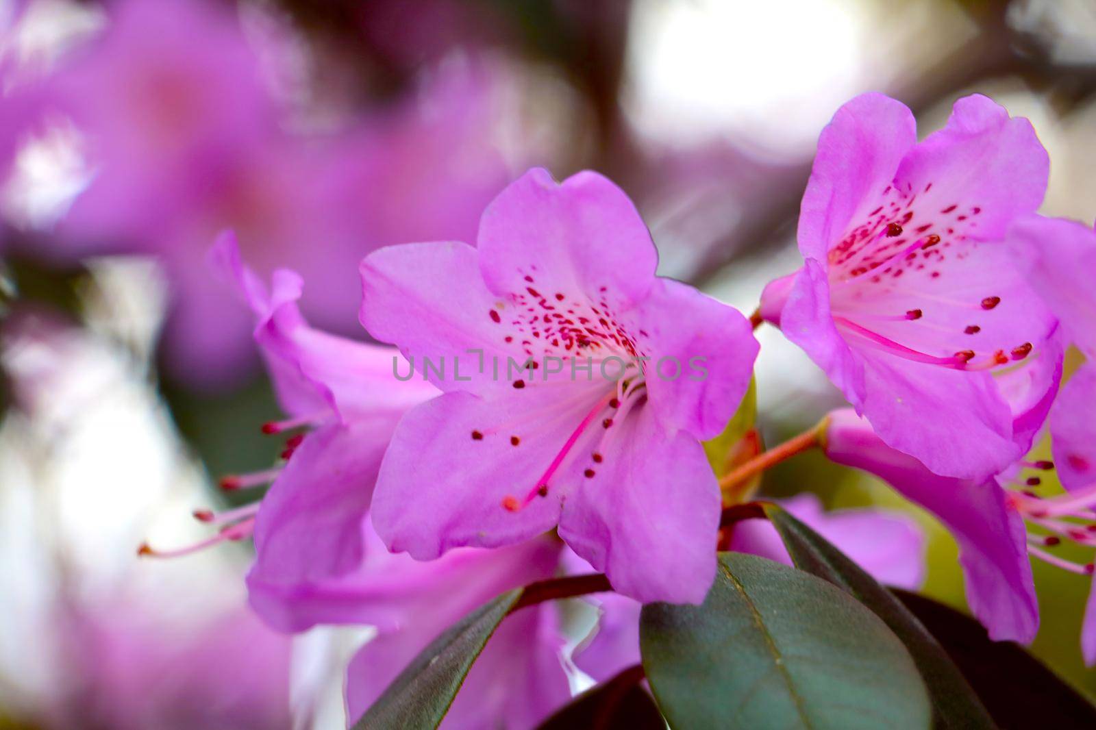 A flowering branch of rhododendron in the park in the spring