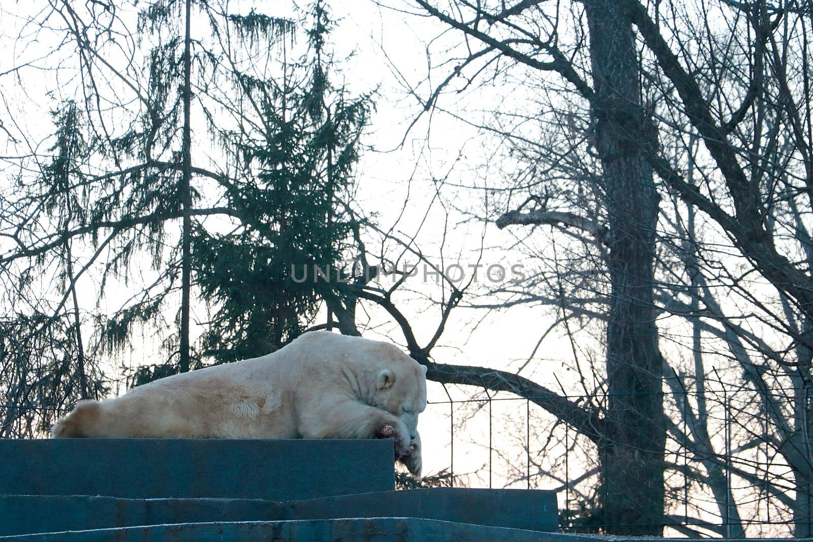 A polar bear lies on the stove and eats bone with meat. by kip02kas