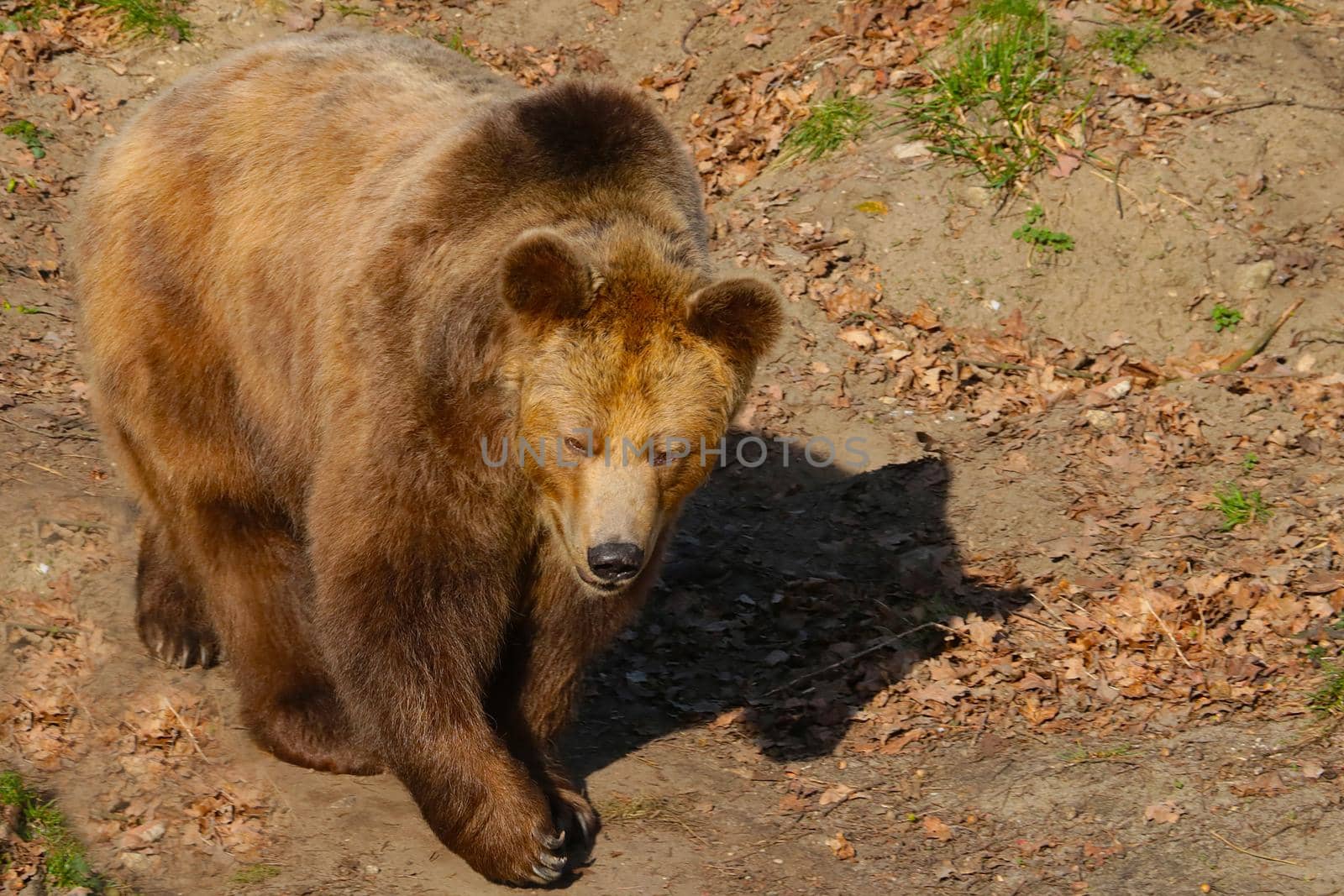 Close-up of a brown bear in an autumn forest. by kip02kas