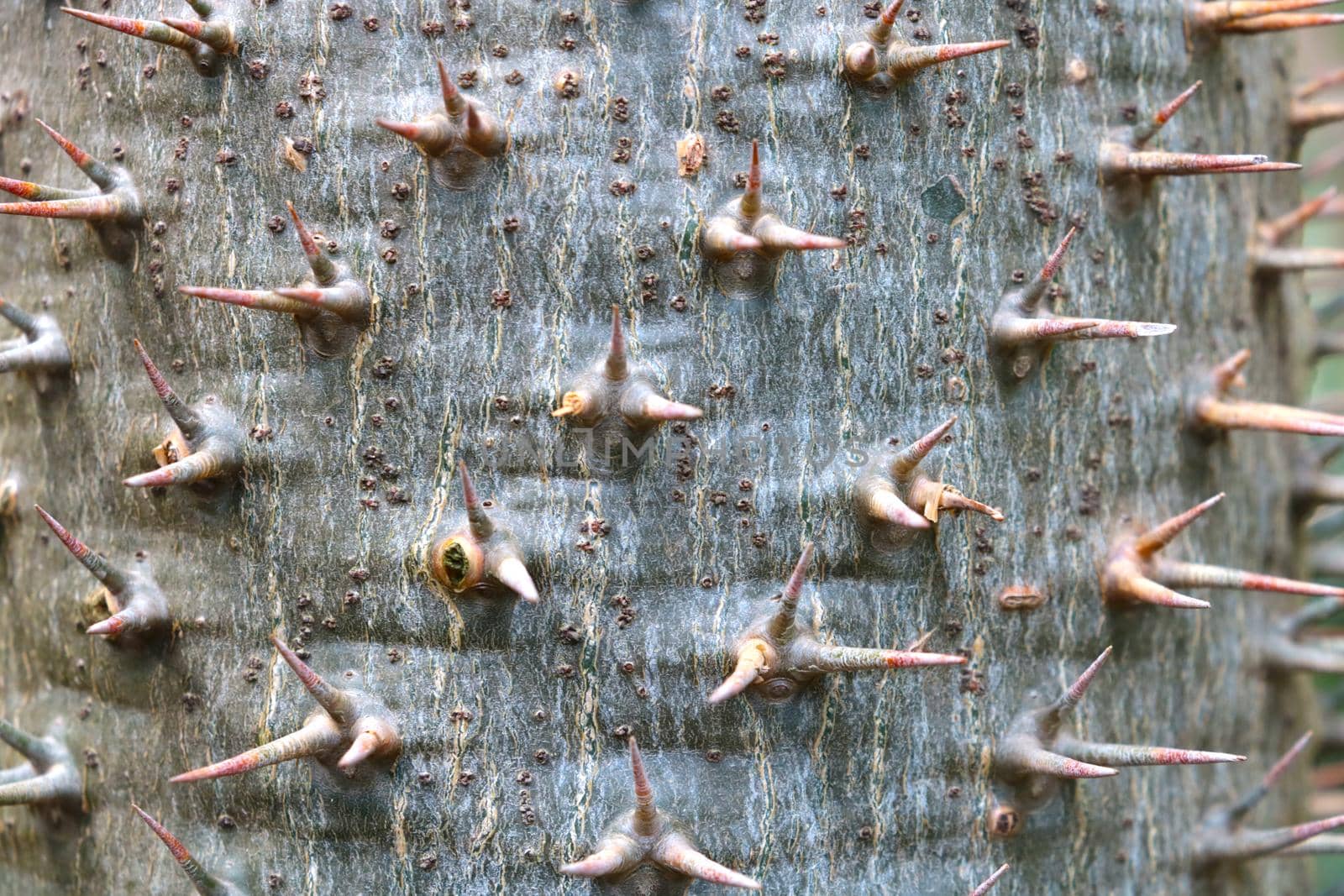 Close-up of the trunk of a large cactus with needles, background