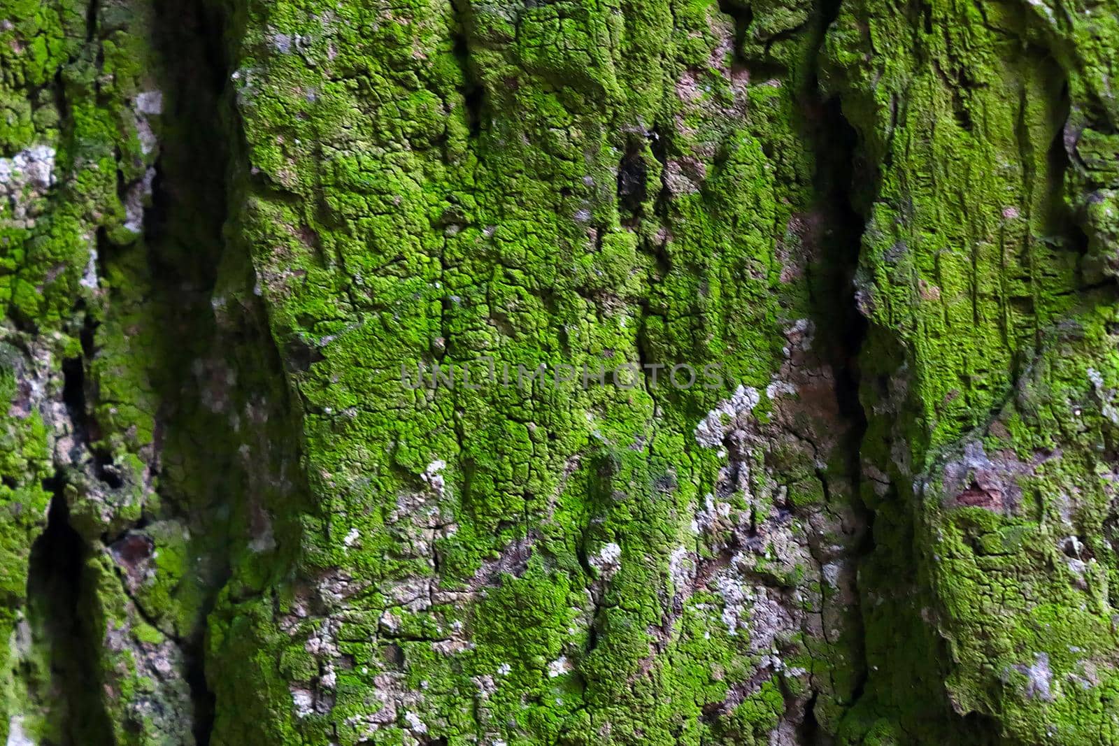 Selective focus, green bark of the tree covered with moss, background