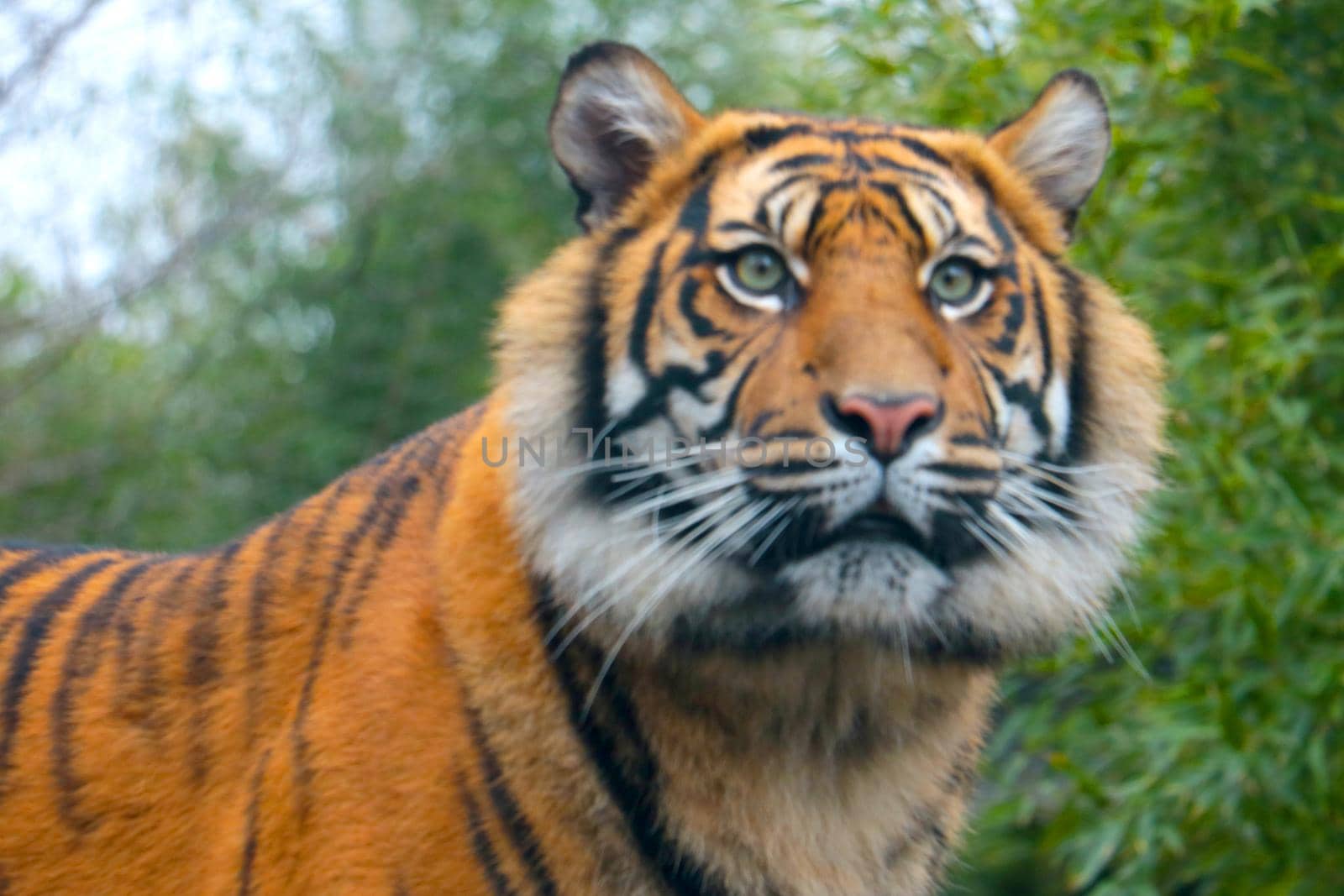 Out of focus, blurry background, beautiful tiger in the park