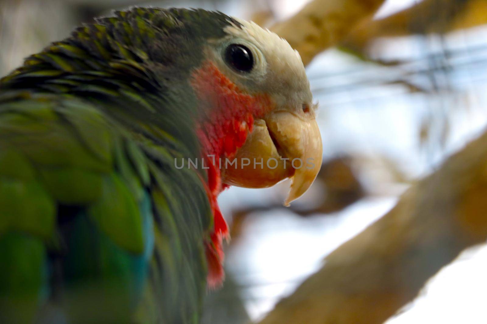 On the branch sits a beautiful domestic parrot