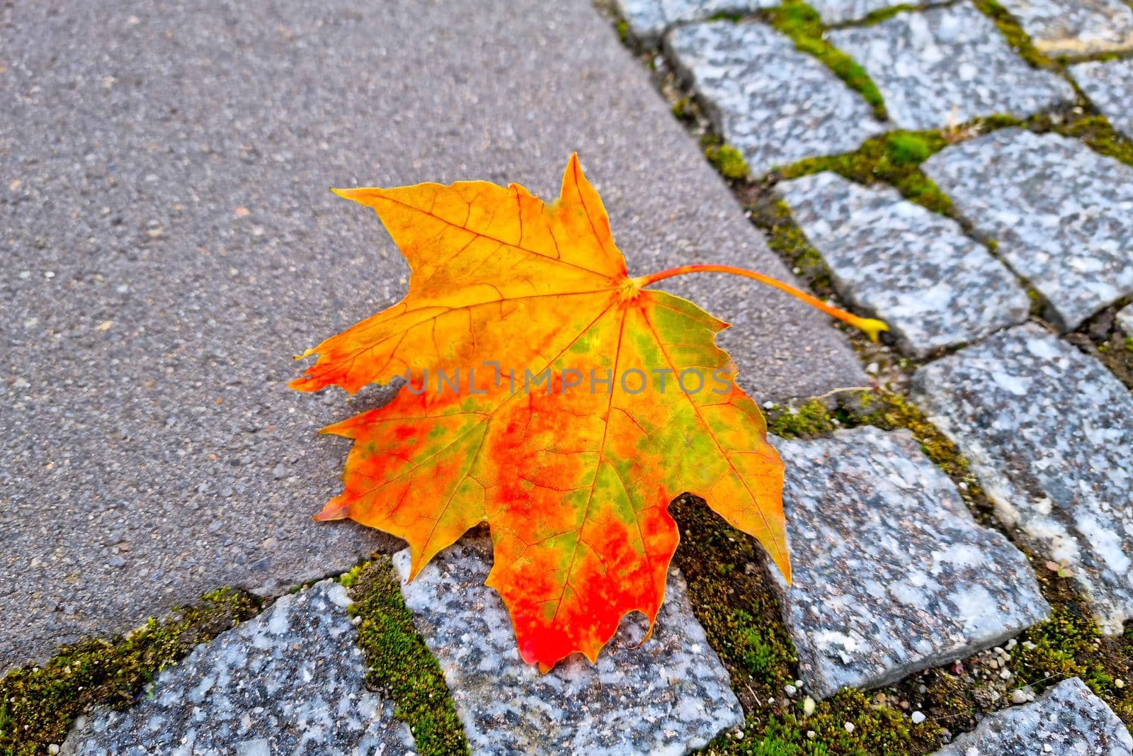 Beautiful yellow maple leaf on the sidewalk. Autumn