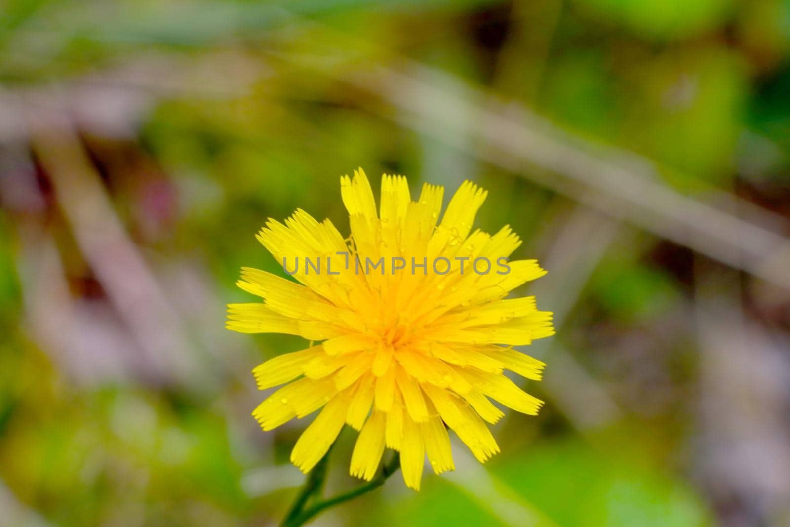 Close-up of a yellow flowering dandelion flower in a meadow