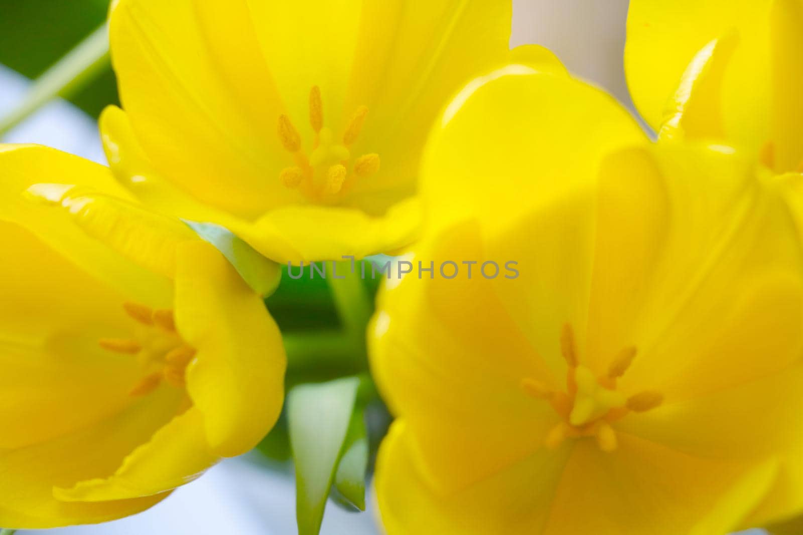 View of the yellow flowering bouquet of tulips. The background of nature. by kip02kas