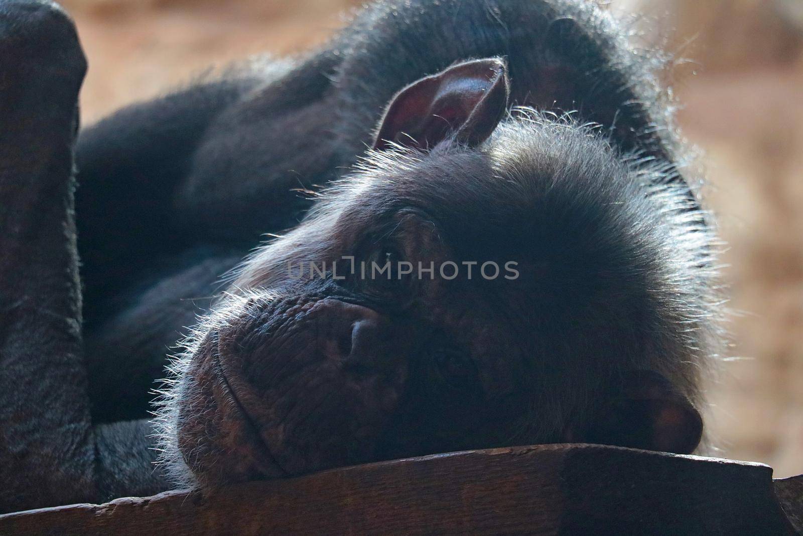 Close-up of a monkey lying on a wooden bench