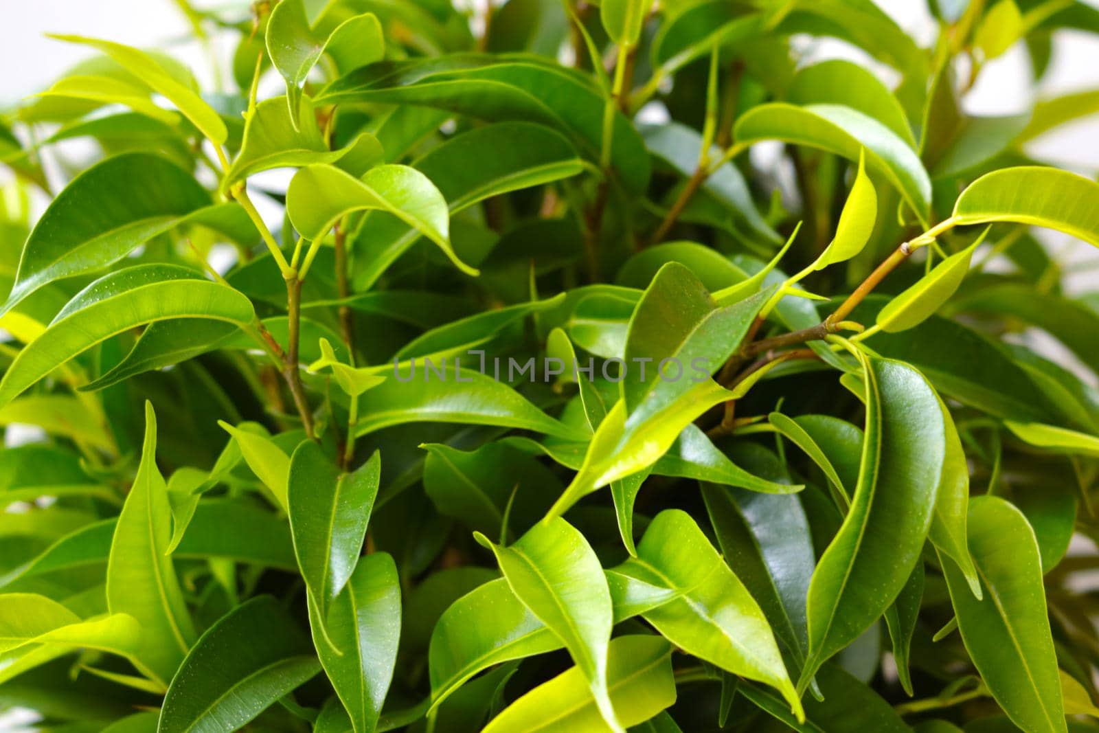 Close-up of the green young green leaves of a houseplant. Background