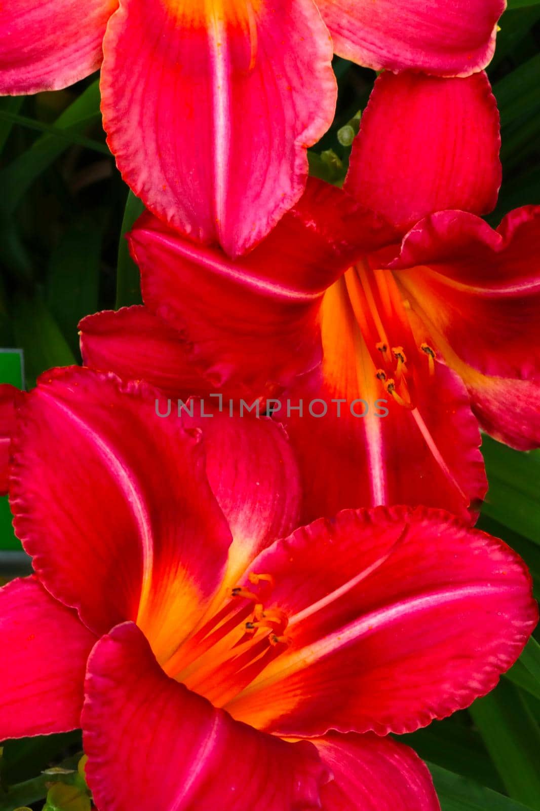 Close-up of the buds of a blooming red lily. The background of the colors