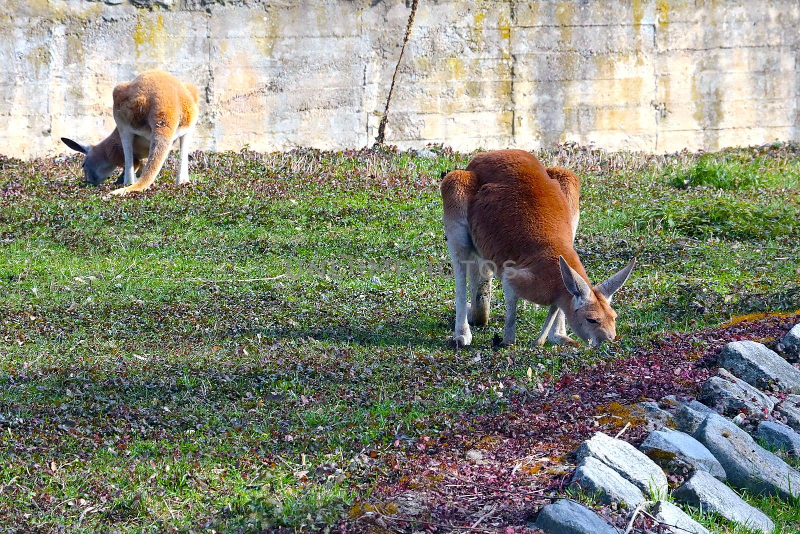 Two kangaroos sit on the green grass and eat. by kip02kas