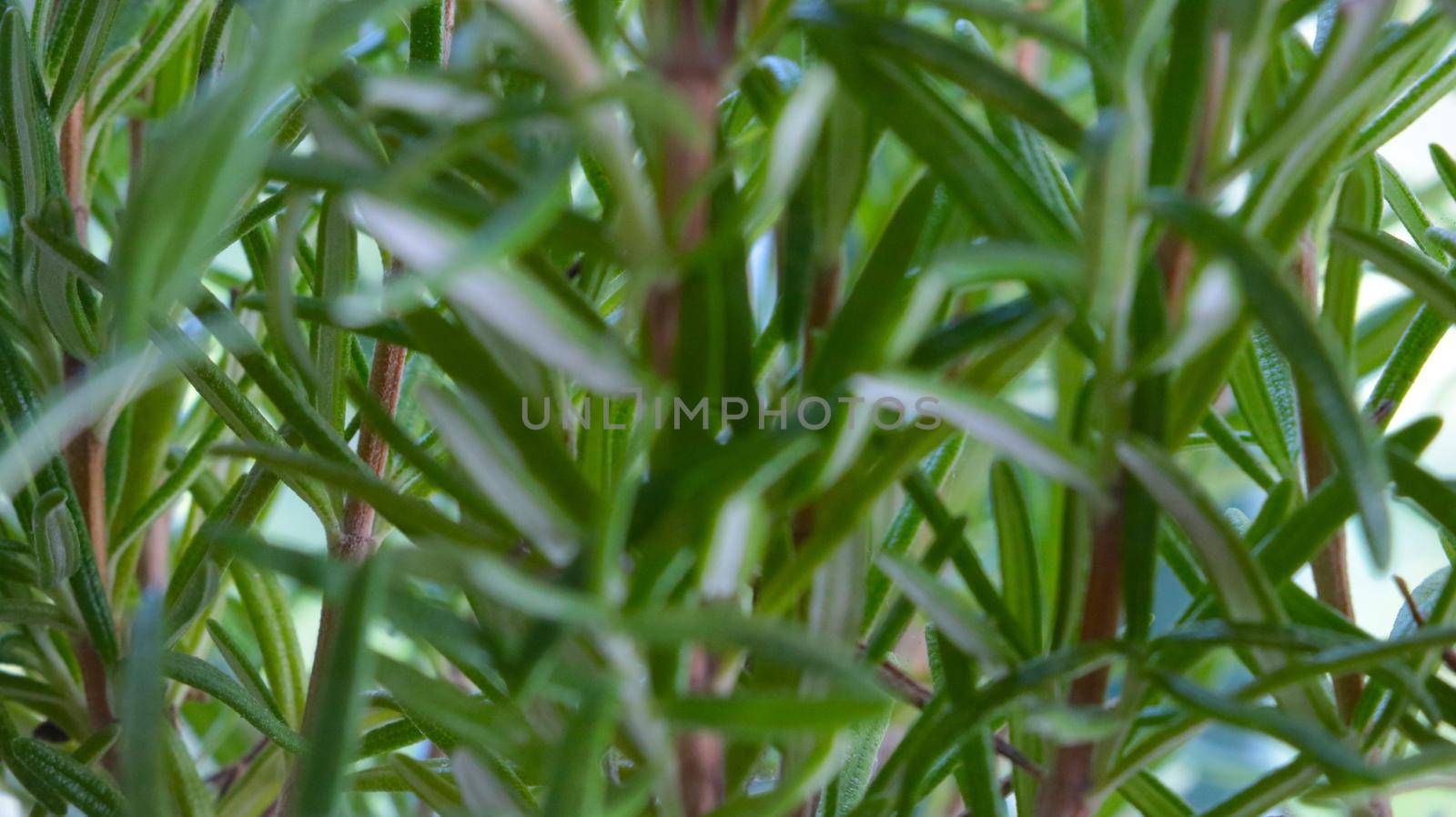 Out of focus, blurry background, green branches of rosemary