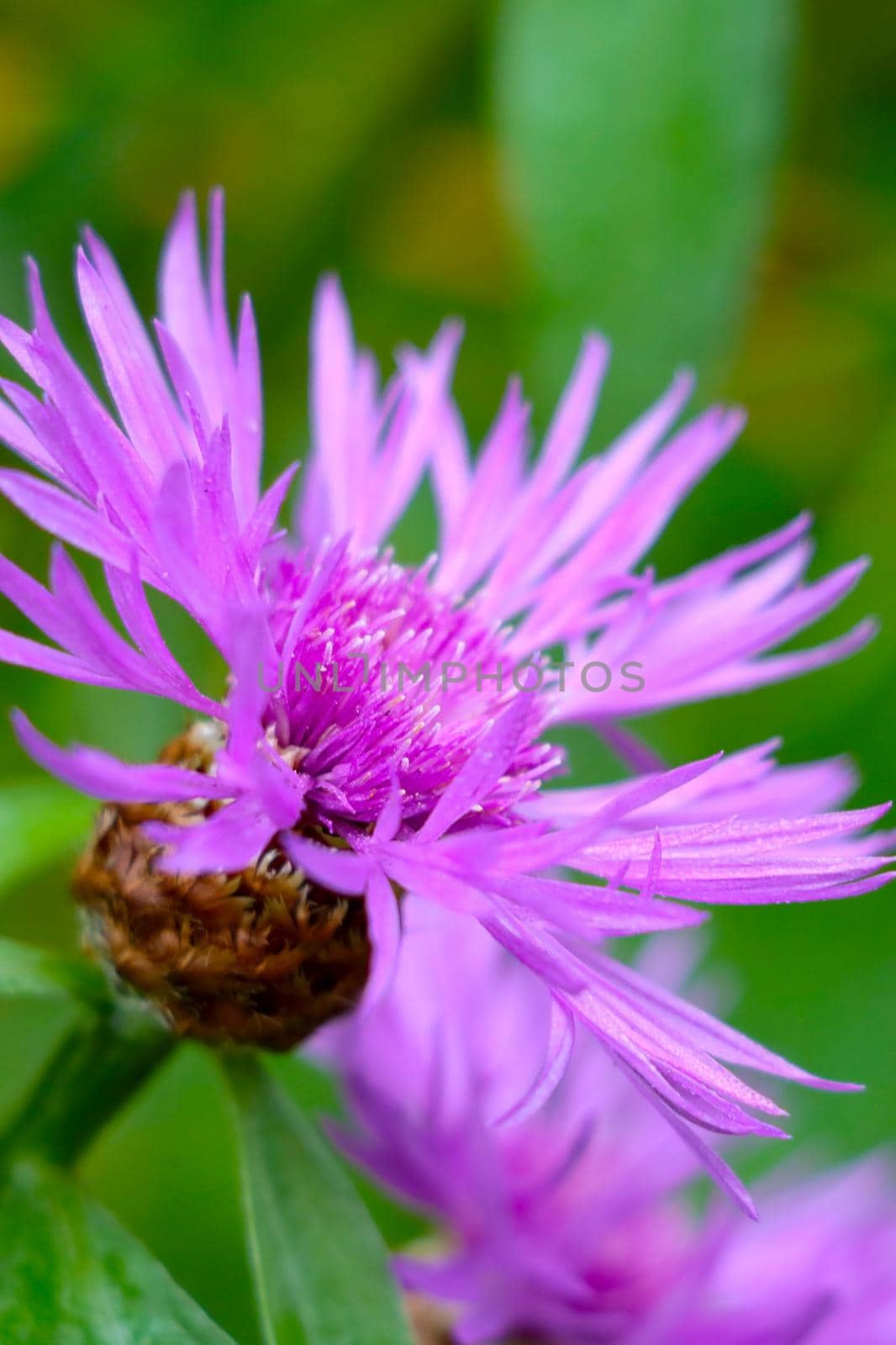 Close-up of a beautiful flowering cornflower in a meadow