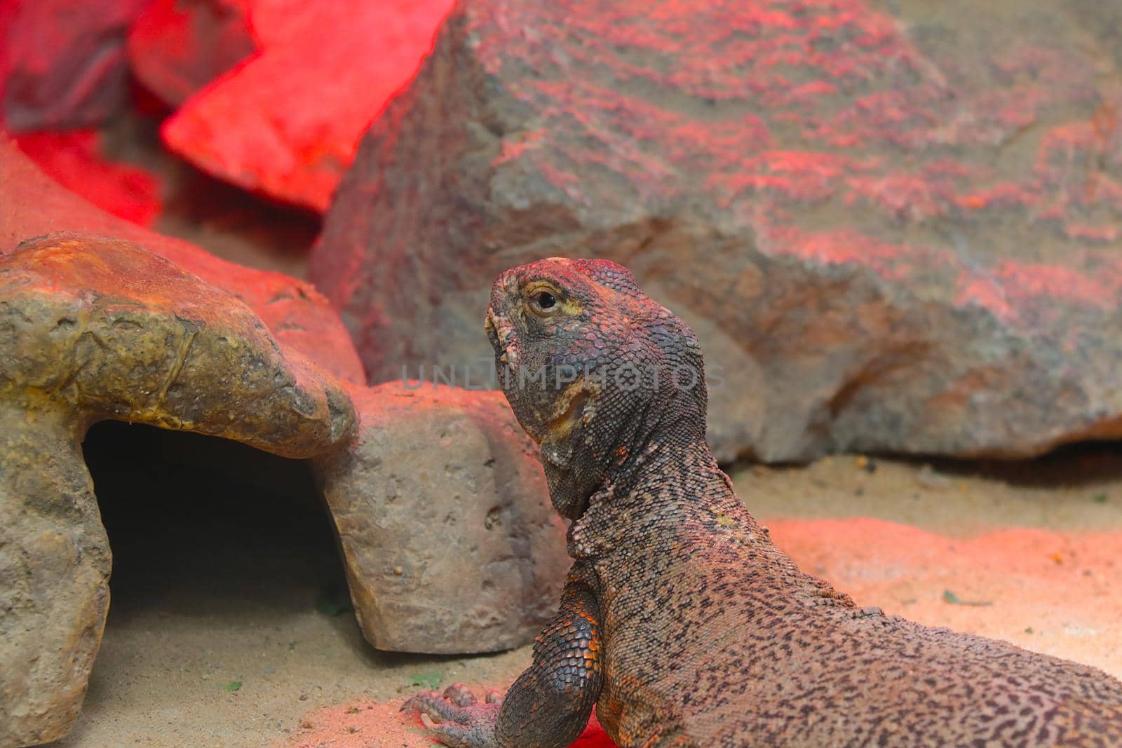 Close-up of a monitor lizard in an animal park