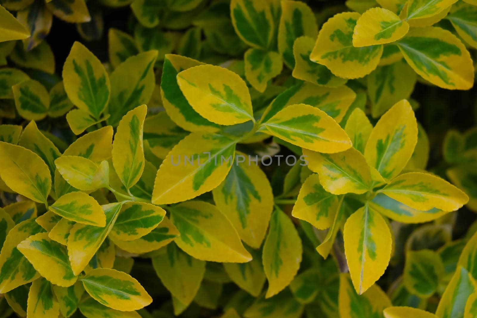 Beautiful view of the yellow green leaves of the bush, background. by kip02kas