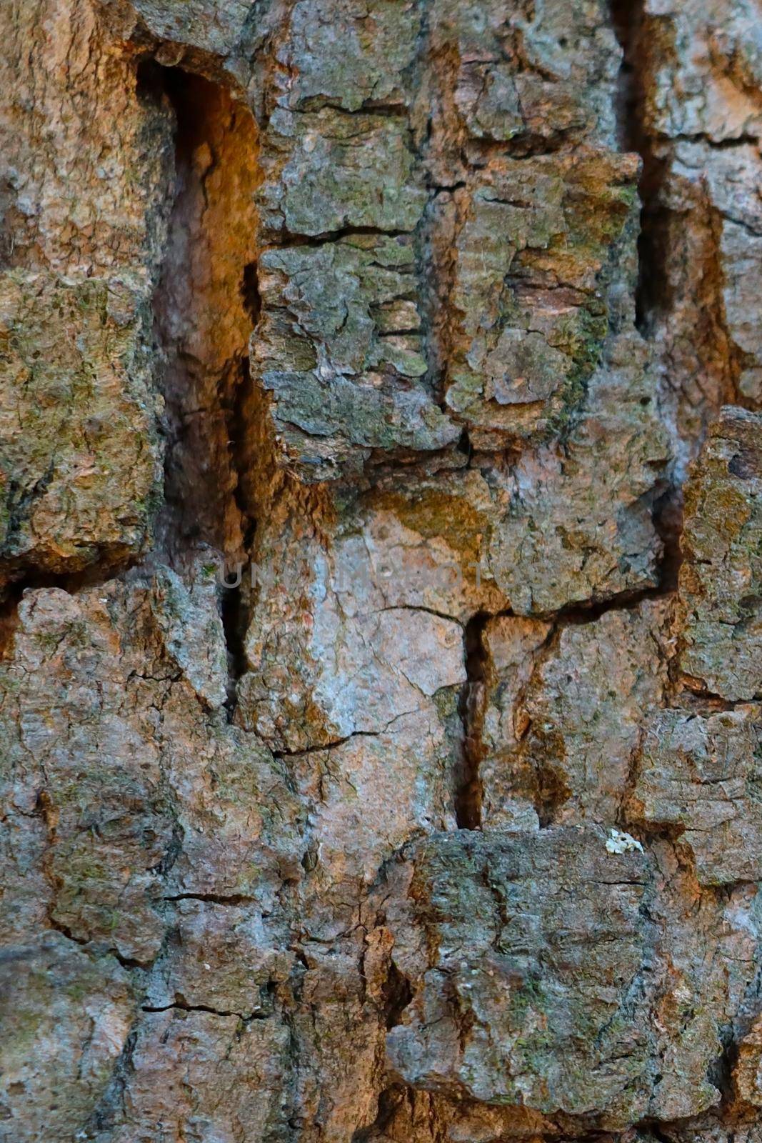 The texture of the bark of the old tree, the background of the tree