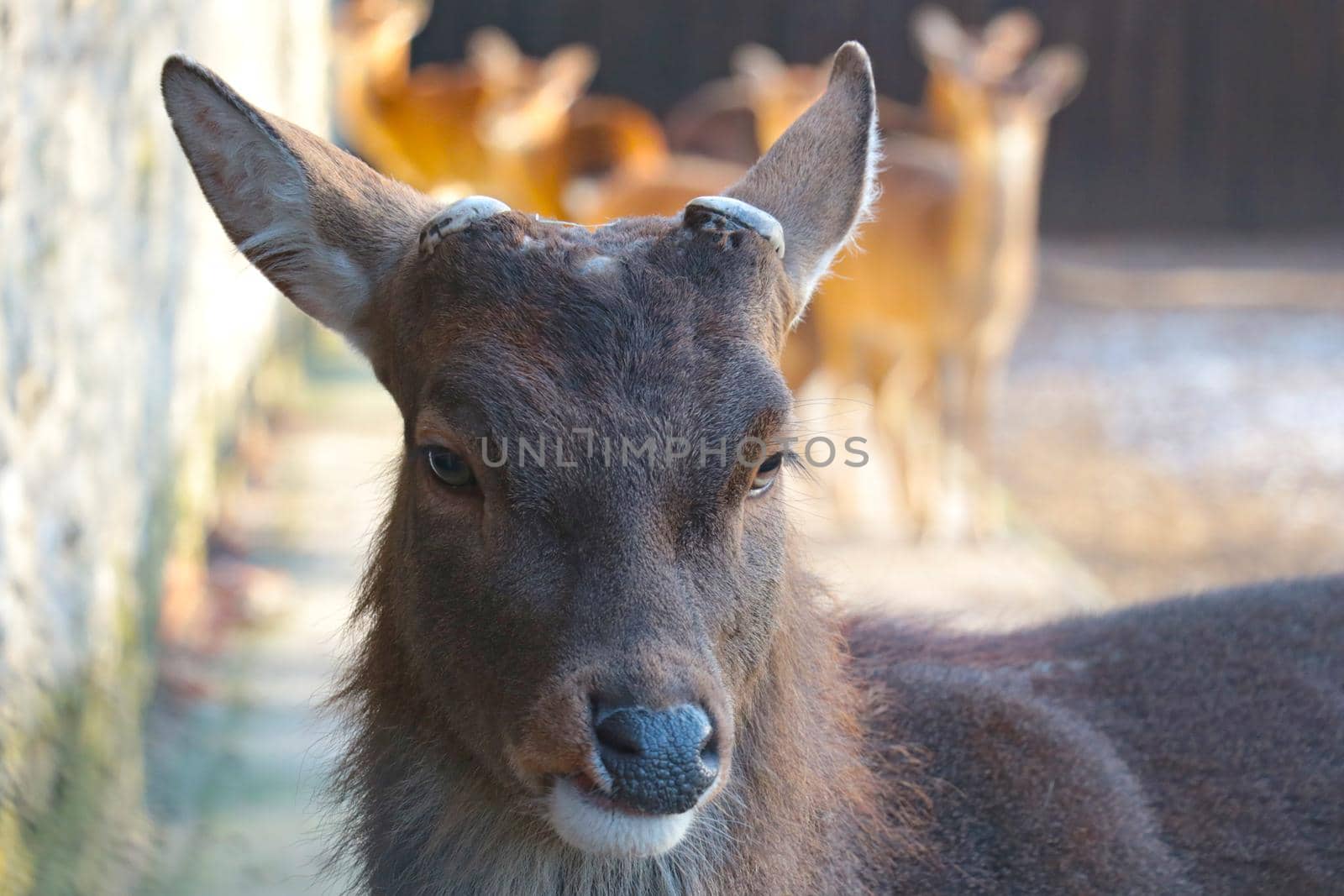 Close-up of a deer without antlers in the forest. by kip02kas