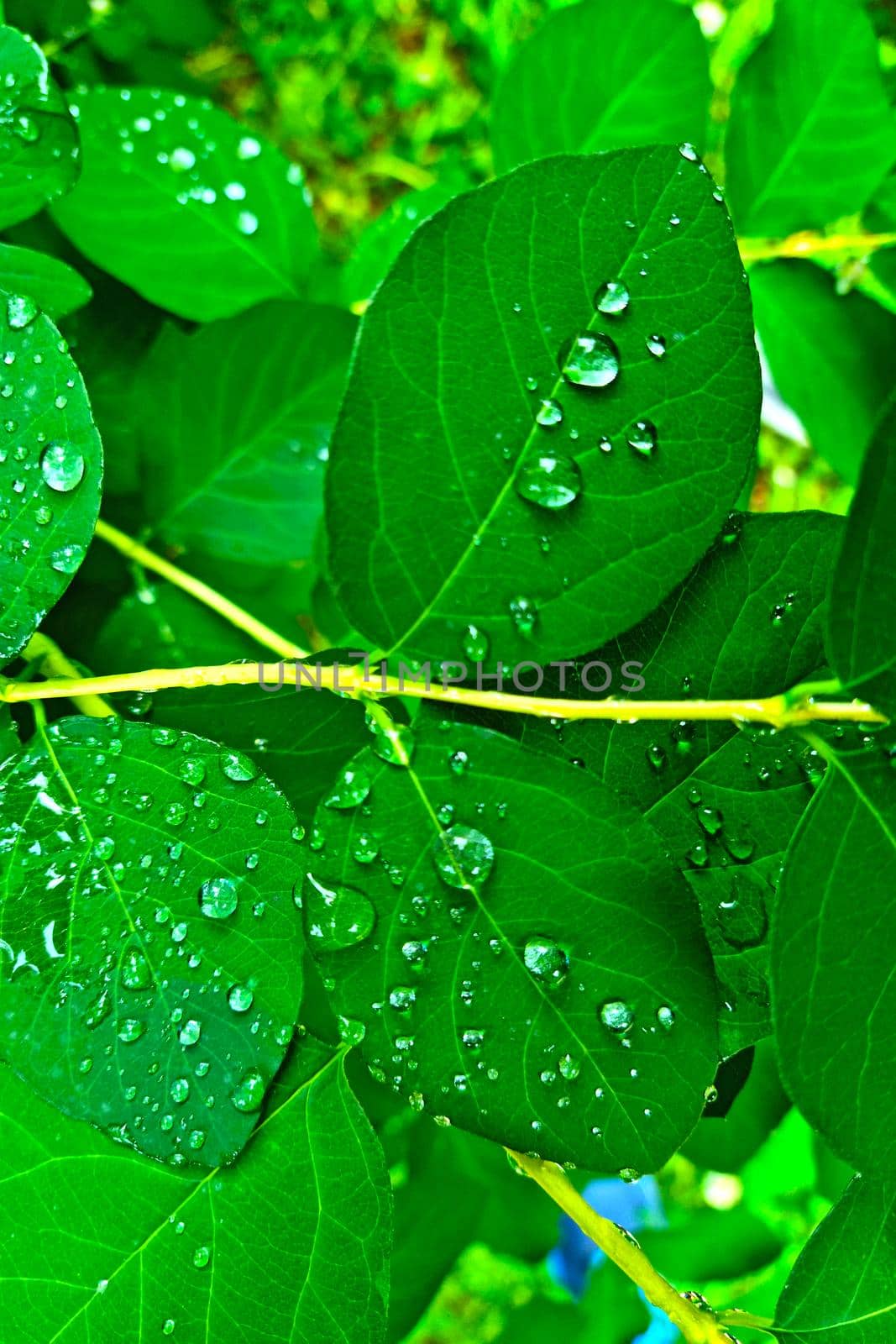 On the green leaves of a bush or tree are raindrops