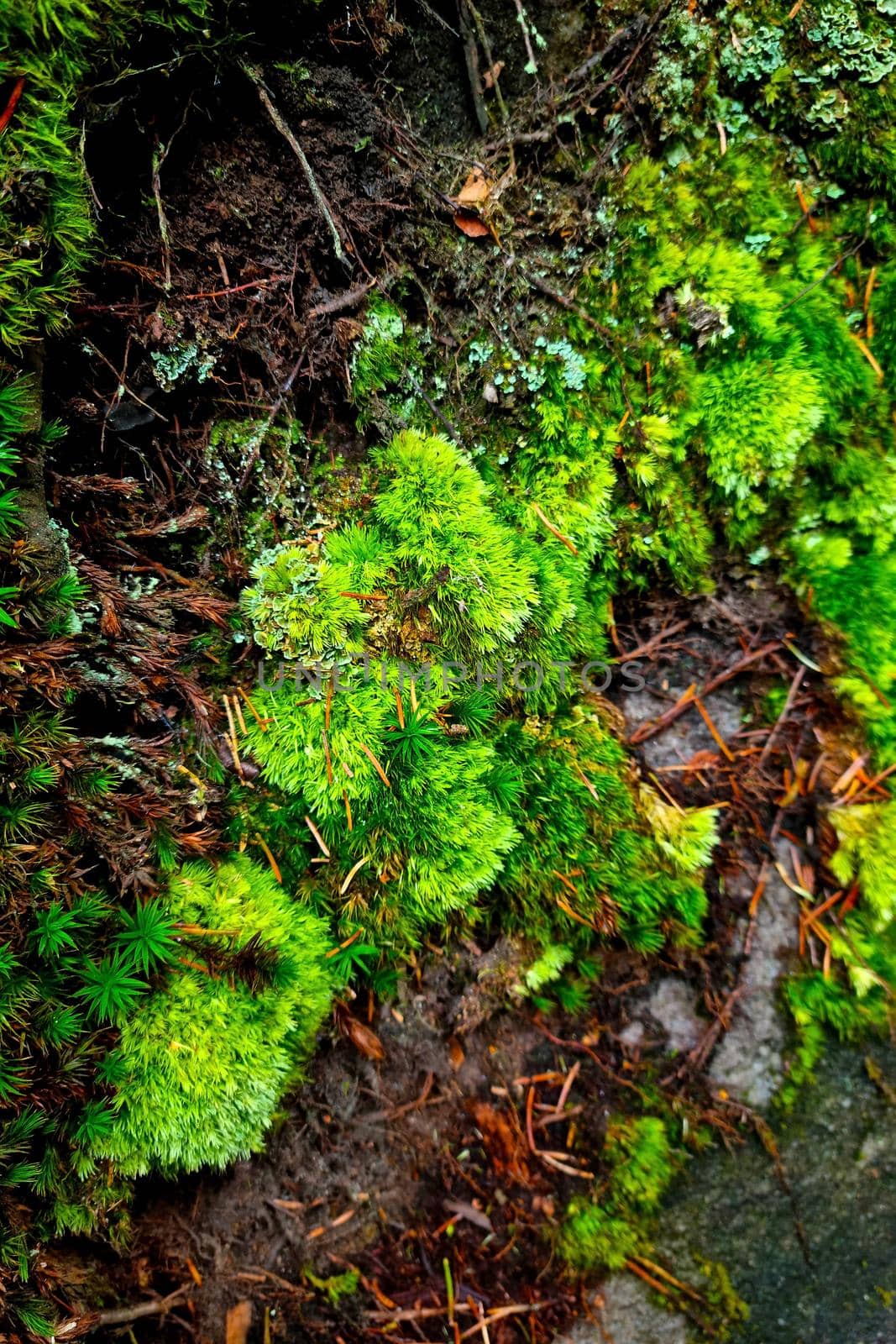 Green moss grows on the trunk of a tree in the forest. by kip02kas