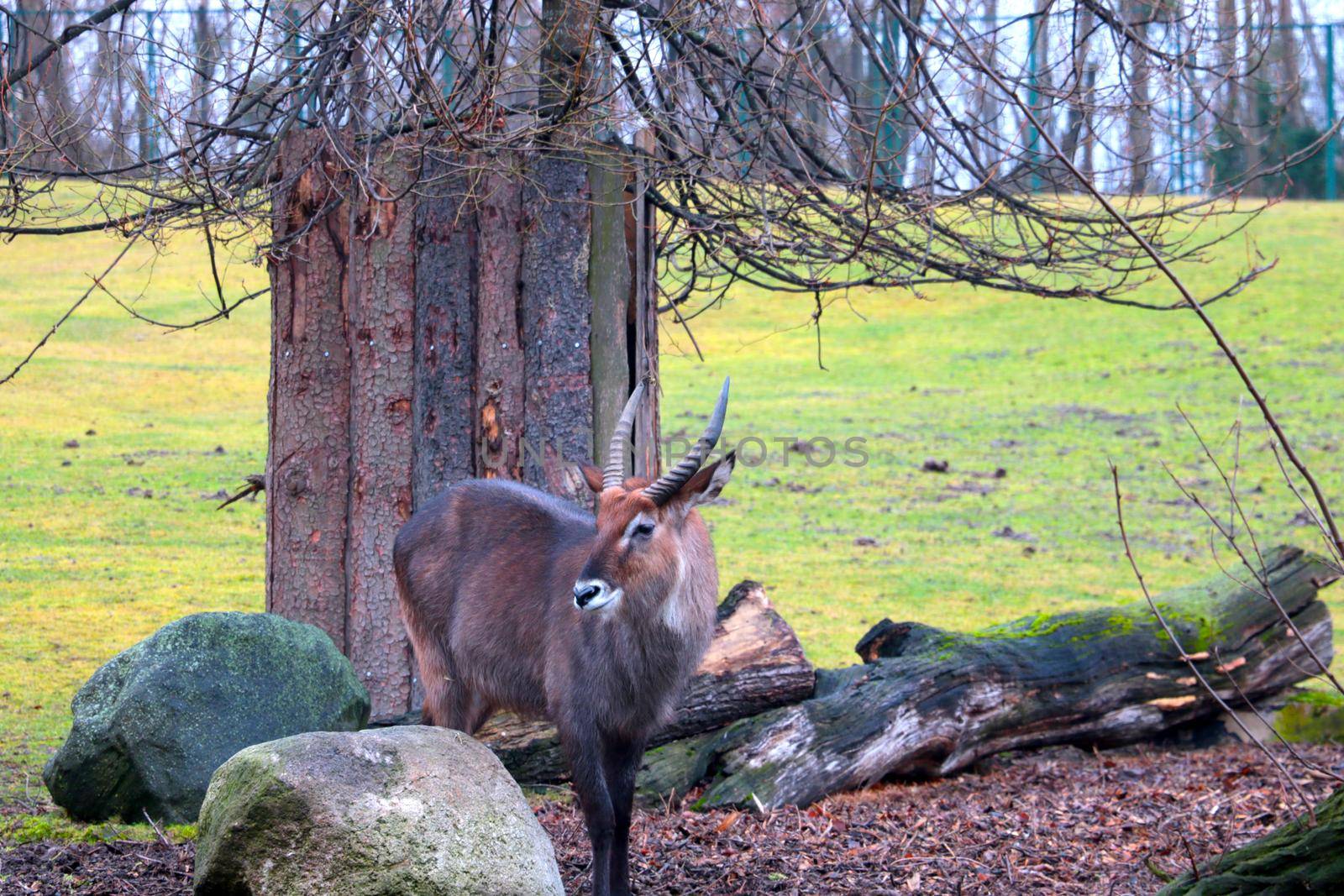 Beautiful wild antelope in the park for animals