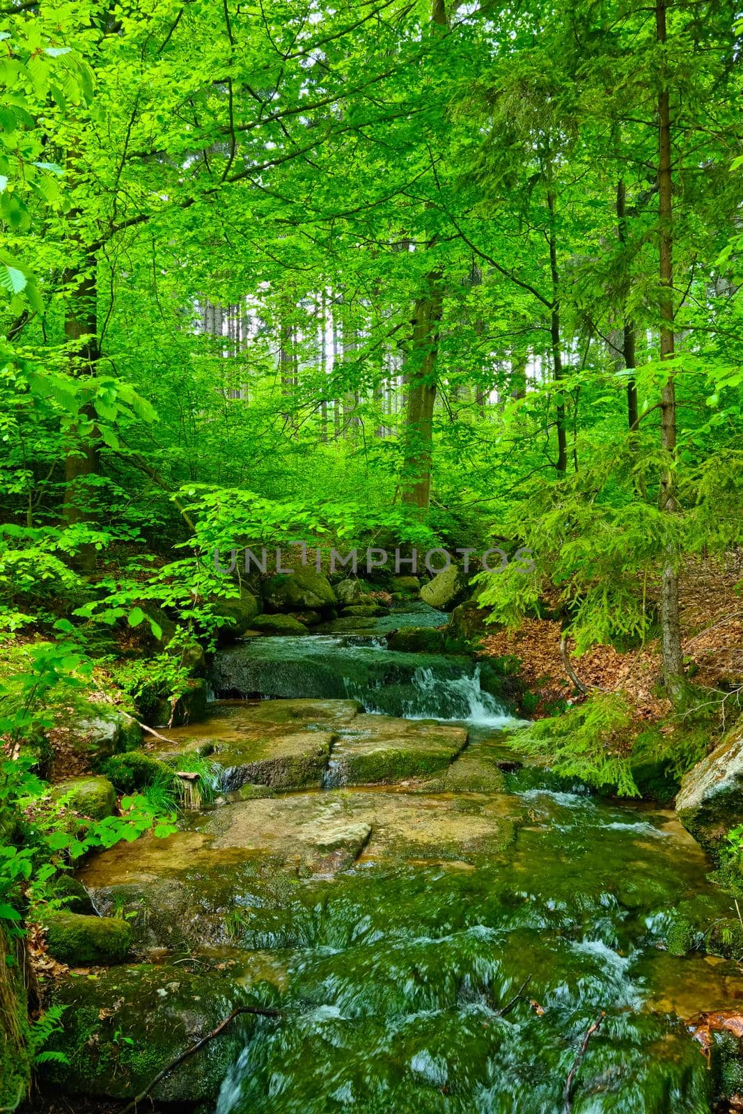 A picturesque view of the stream that flows through the stones in the green forest. by kip02kas