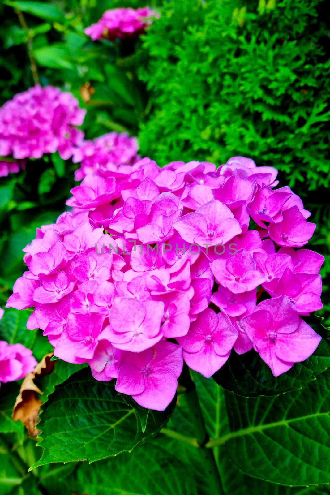 Close-up of hydrangeas blooming in the park in the spring
