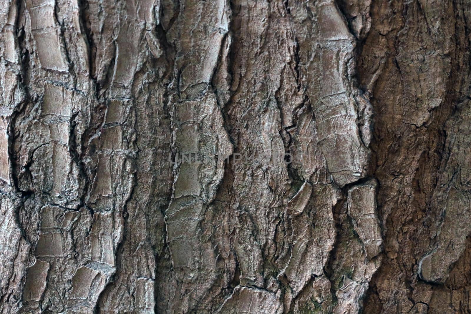 Close-up of the texture of the bark of the tree, the wooden background. by kip02kas