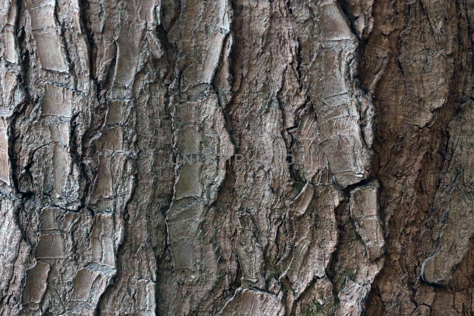 Close-up of the texture of the bark of the tree, the wooden background