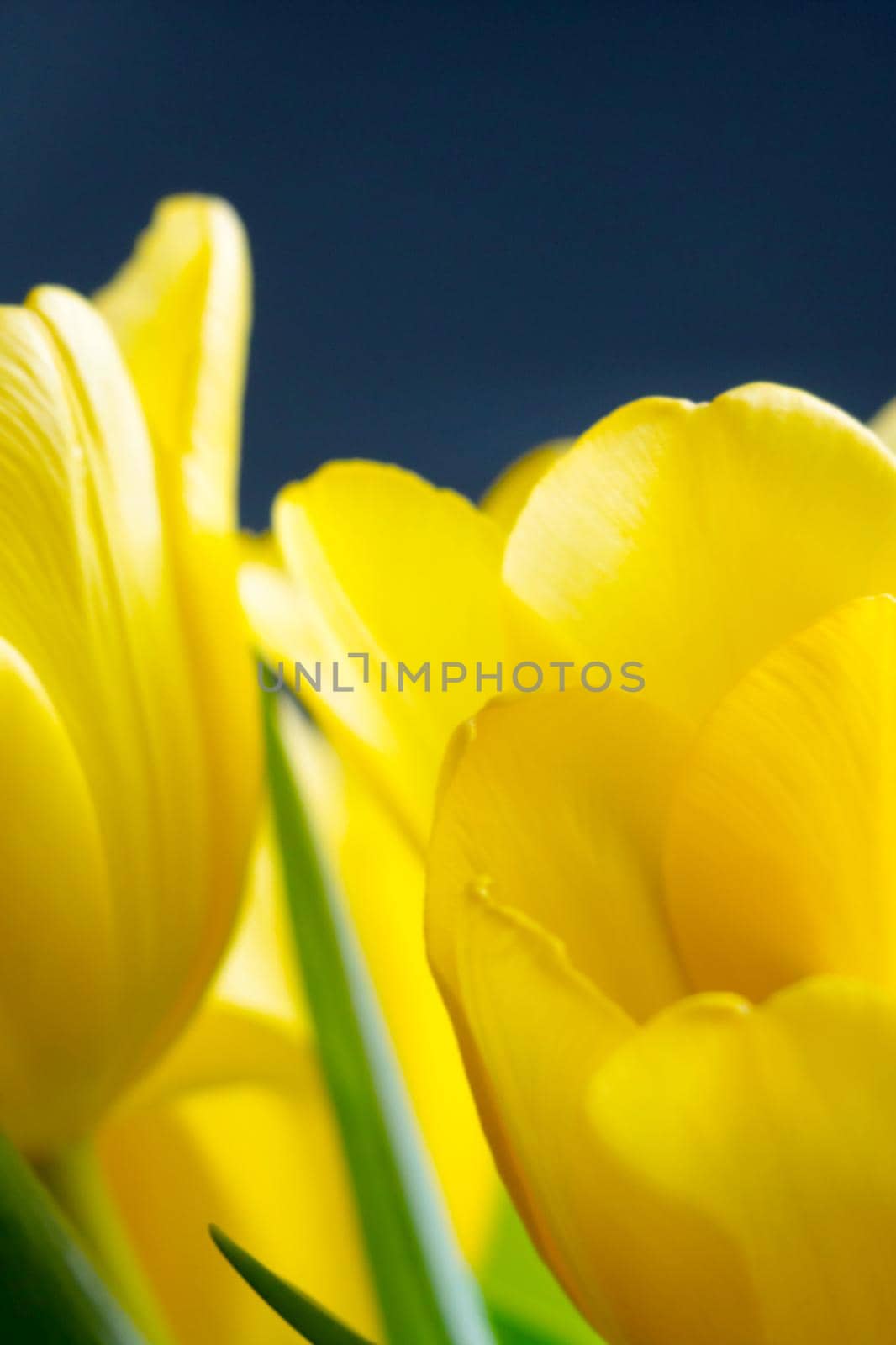Beautiful blooming yellow tulips in spring. Spring Festival