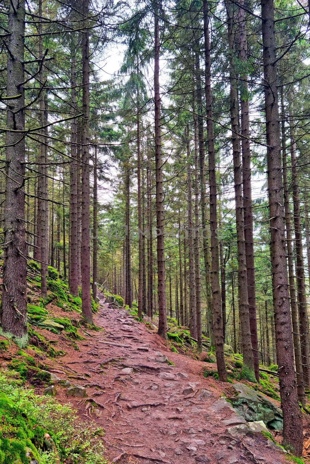 Beautiful scenic trail in the forest in the mountains