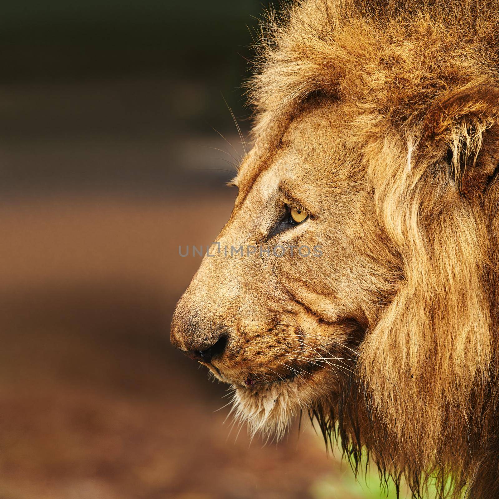 Hes a king with a lot of pride. Cropped shot of a lion on the plains of Africa. by YuriArcurs