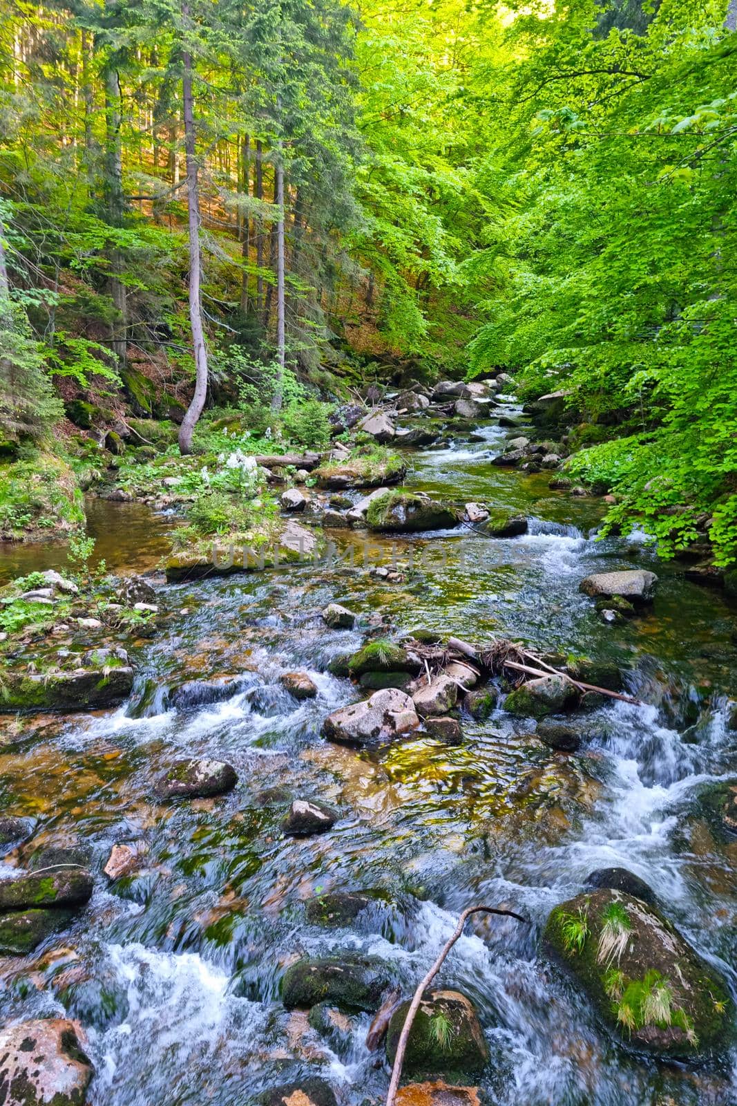 A small river flows over rocks in a green forest