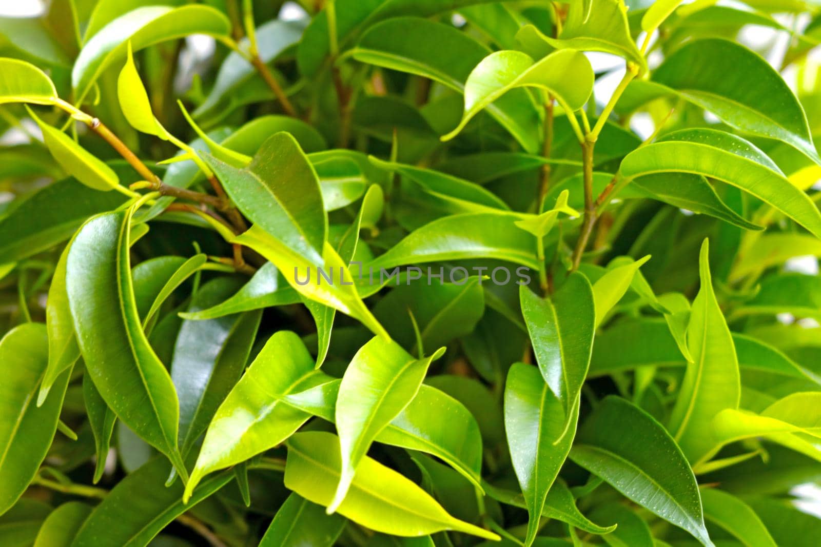 Beautiful view of the green leaves of ficus. Houseplant