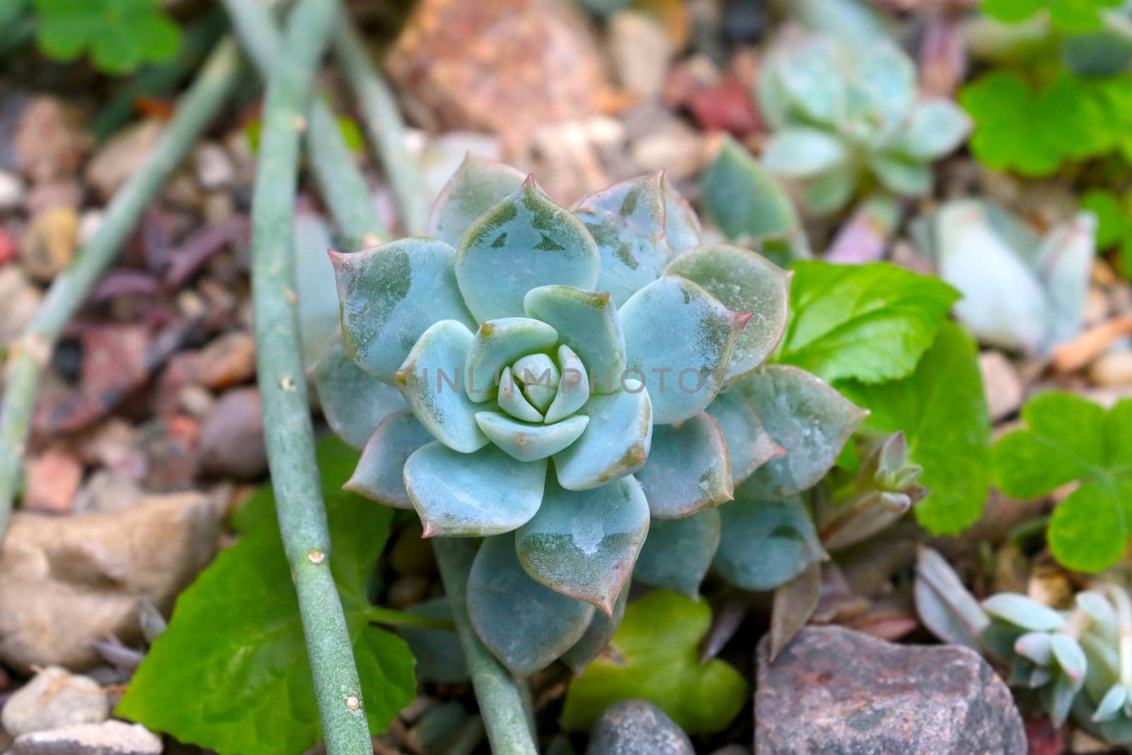 Echeveria graceful is a perennial succulent evergreen plant