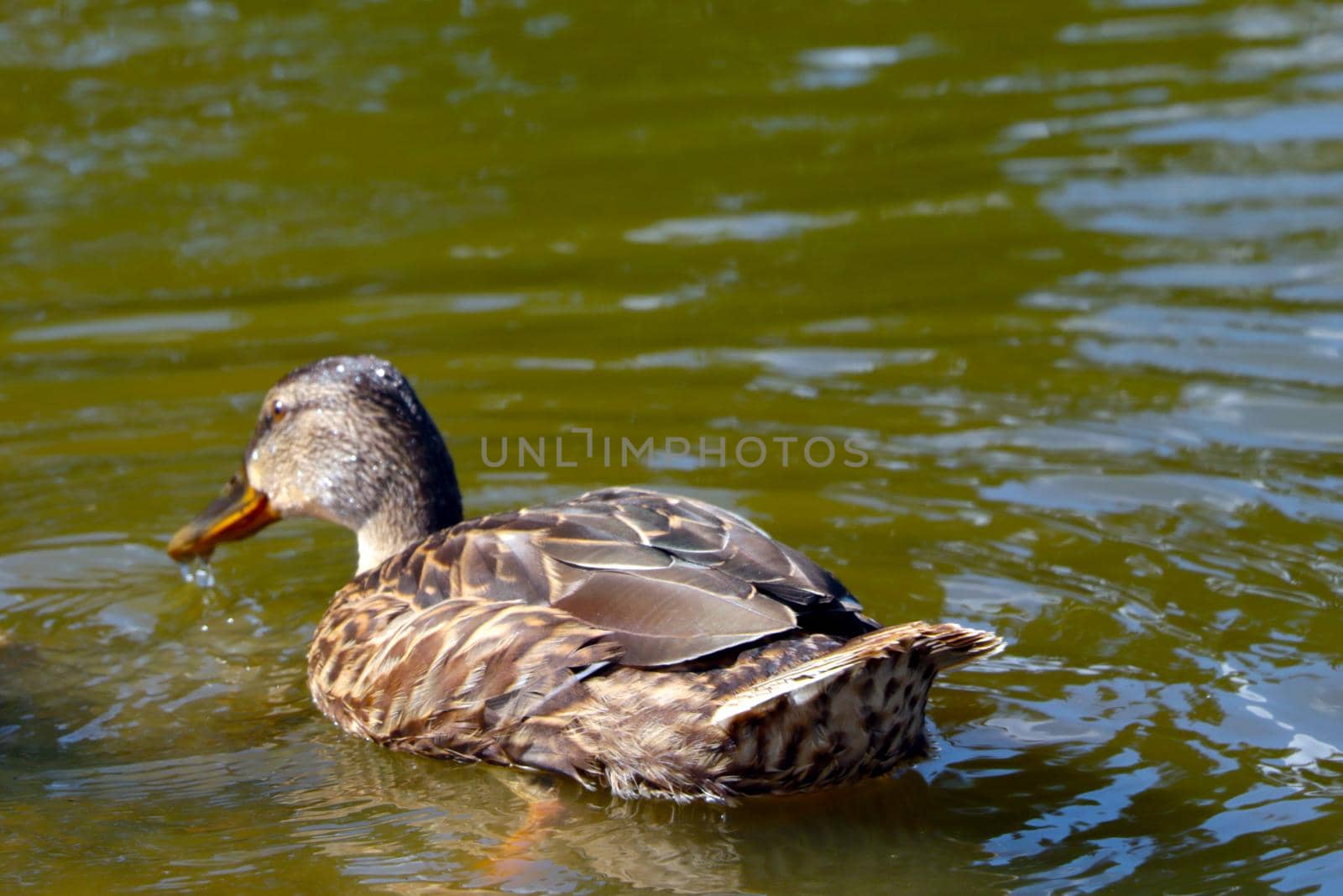 Selective focus, a wild duck swims on the pond