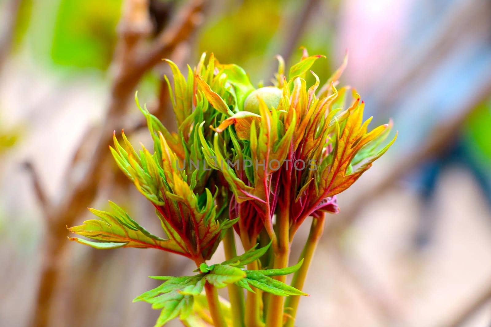 A young green branch of a flower in the spring in the park