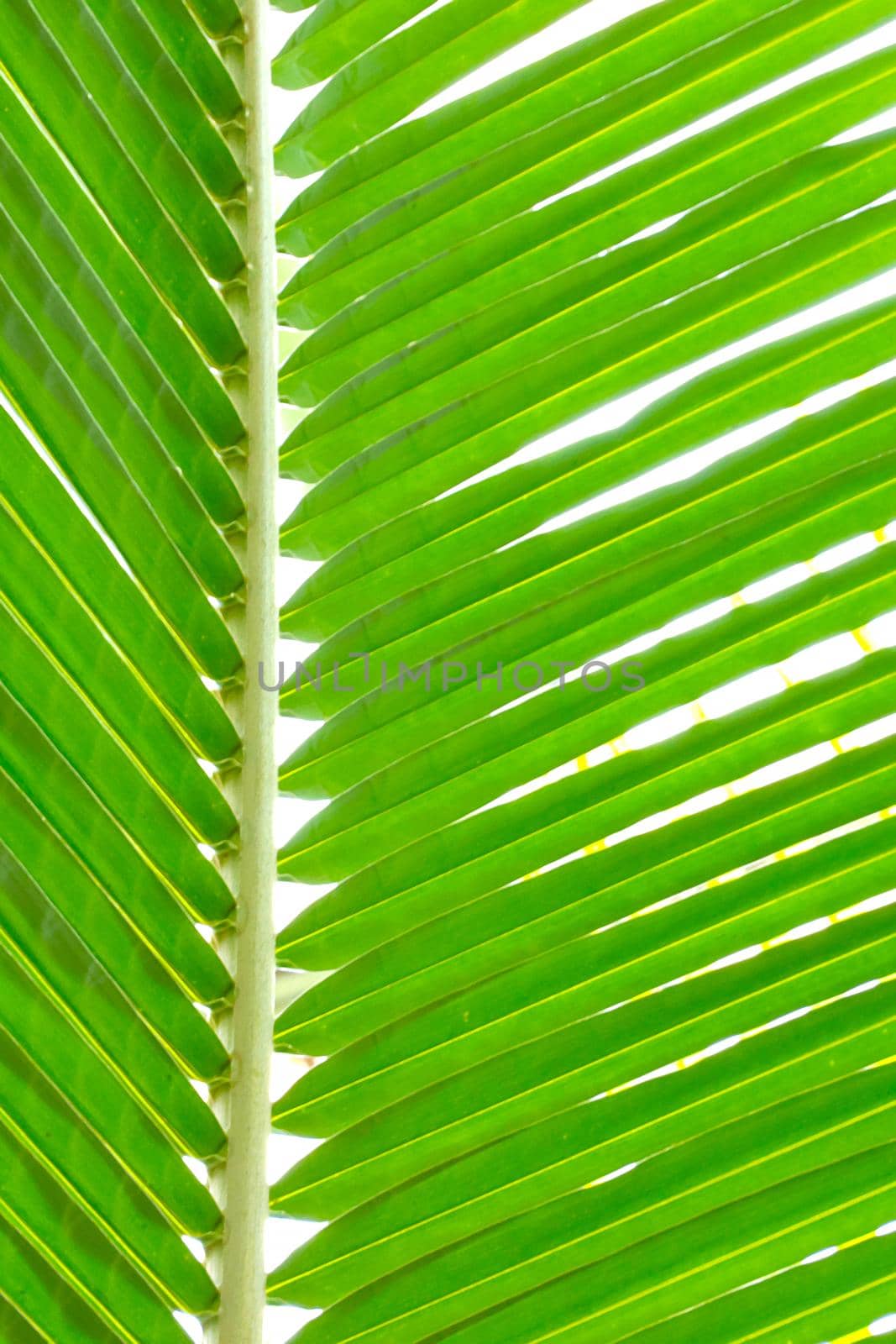 A young green branch of a tropical plant, background. by kip02kas
