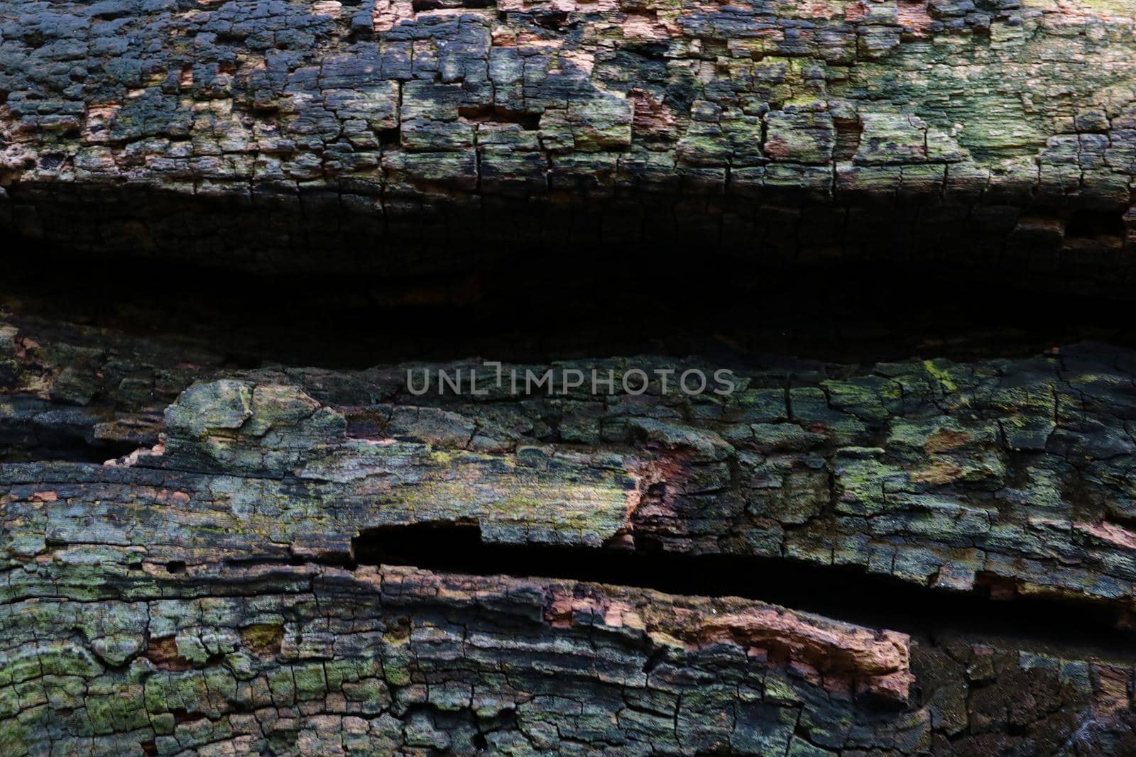 Close-up of old wood, wood texture, background. by kip02kas