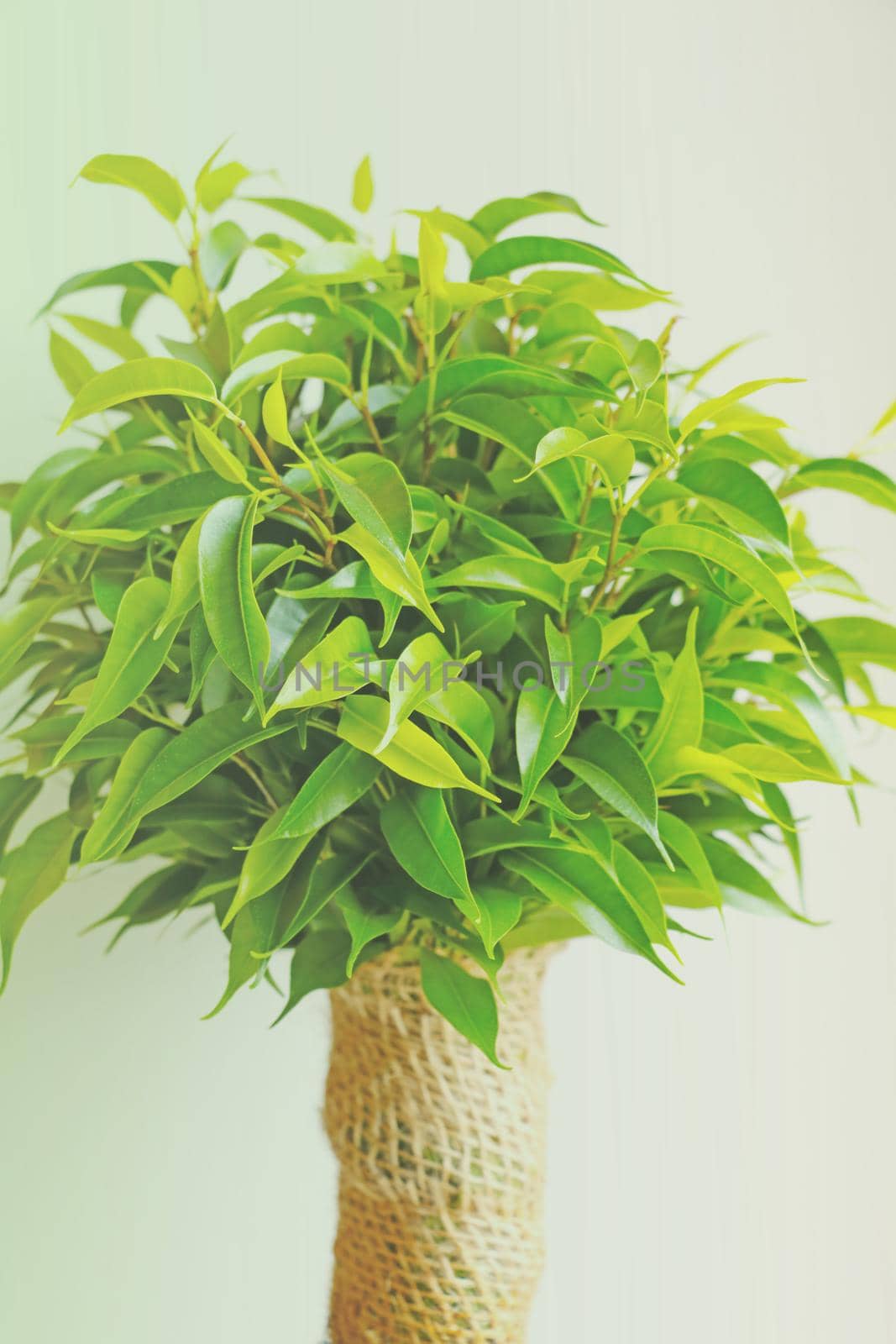 Close-up of a young green tree, a houseplant. by kip02kas